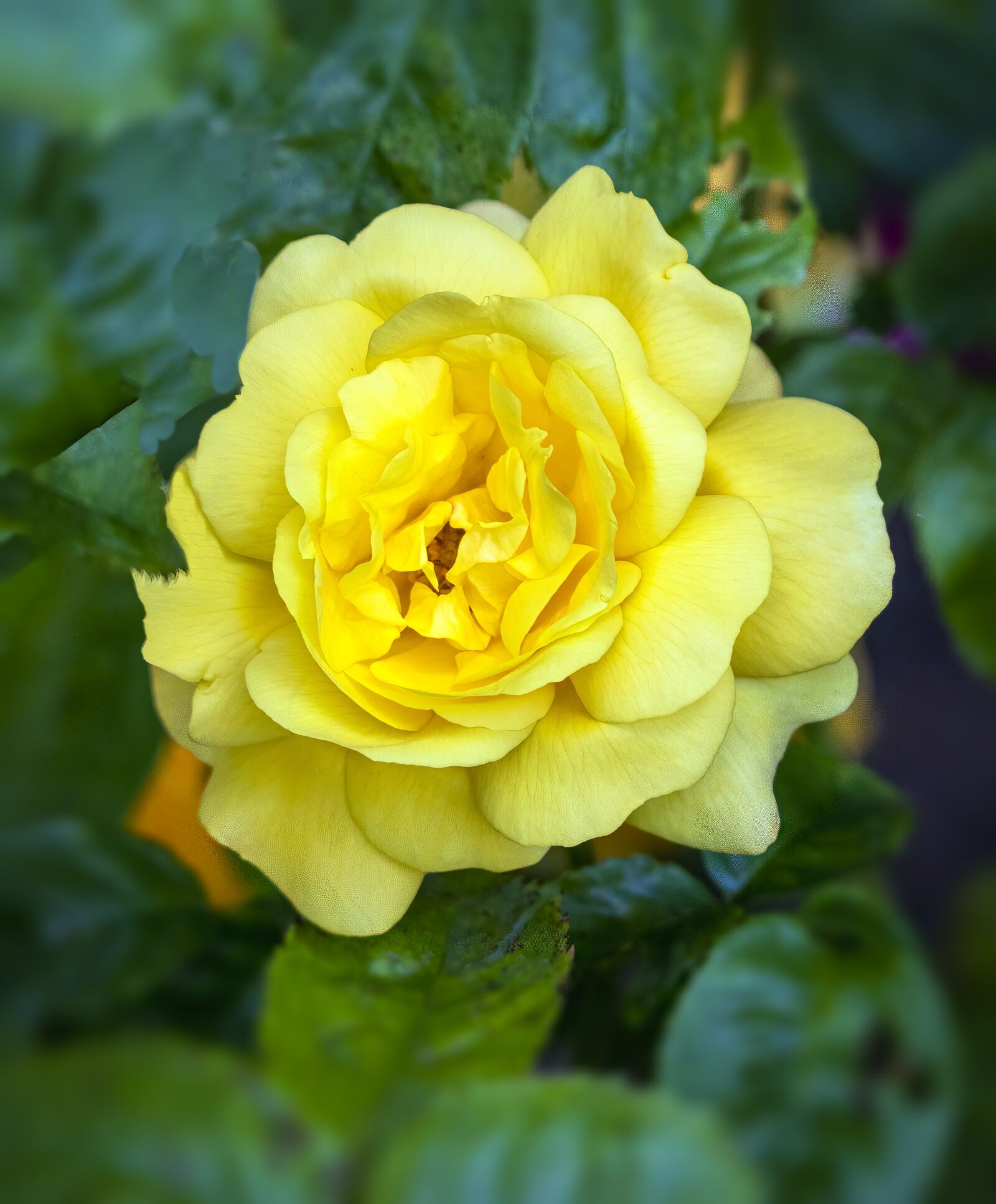 Sigma 100-400mm F5-6.3 DG OS HSM sample photo. Rose, bloom, romantic photography