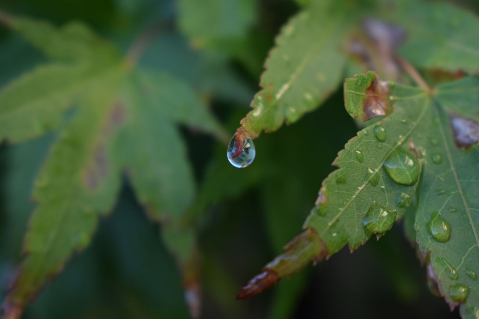 Nikon D3300 sample photo. Leaf, water, drop photography