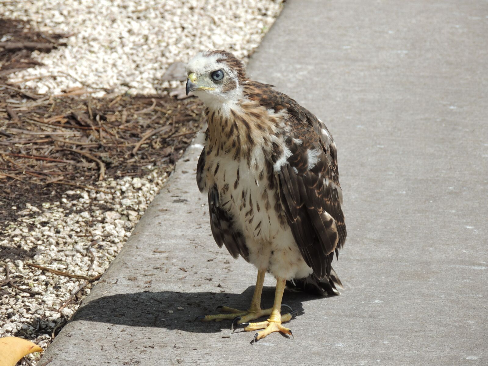 Nikon Coolpix P510 sample photo. Bird, nature, feathers photography