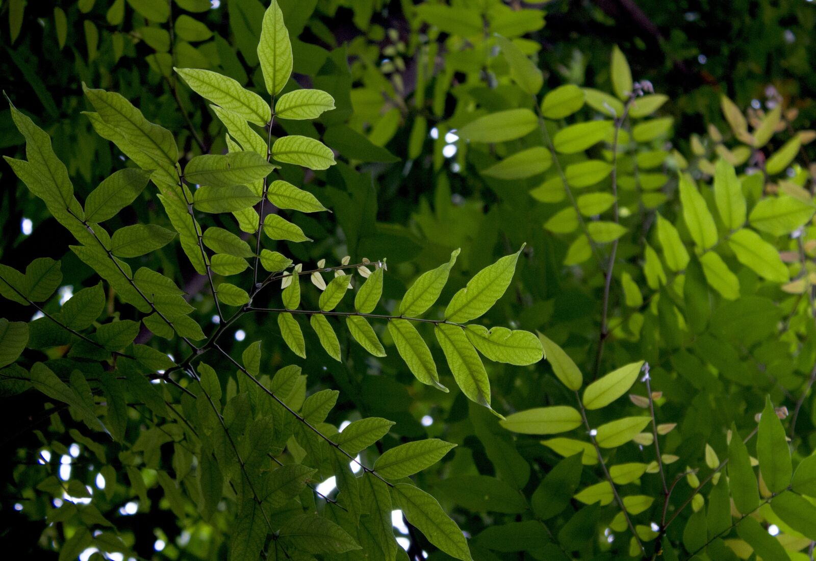 Canon EOS 550D (EOS Rebel T2i / EOS Kiss X4) sample photo. Green, garden, leaves photography