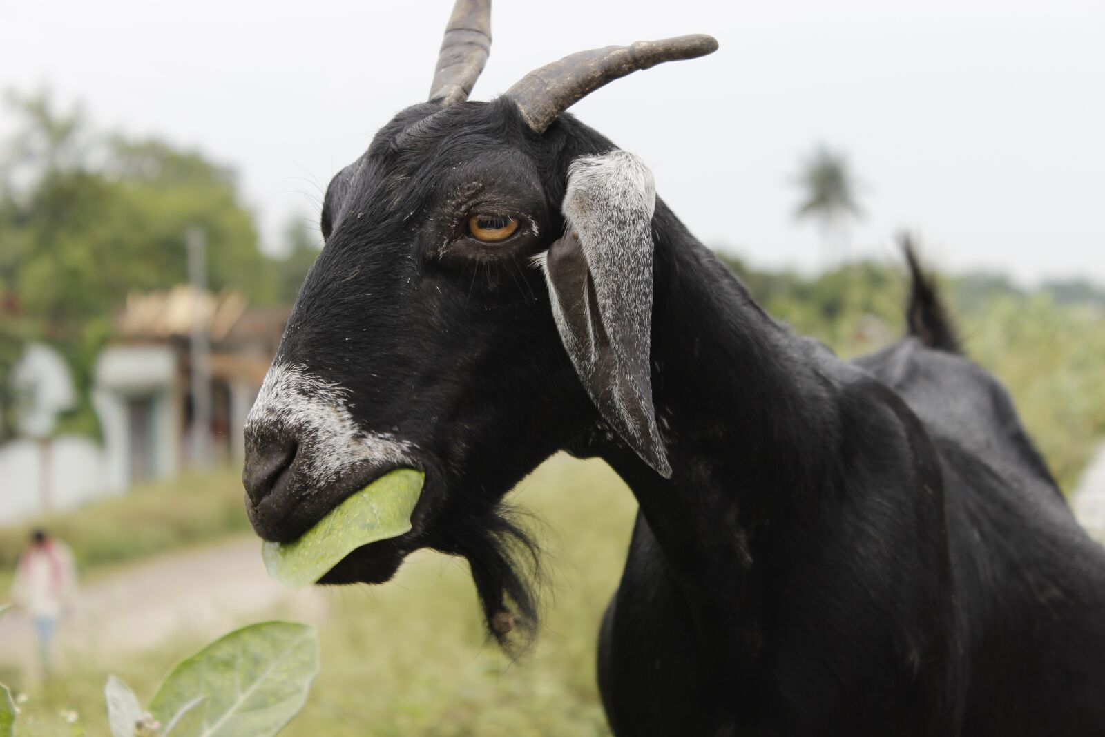 Canon EOS 600D (Rebel EOS T3i / EOS Kiss X5) sample photo. Goat, black, leaf photography