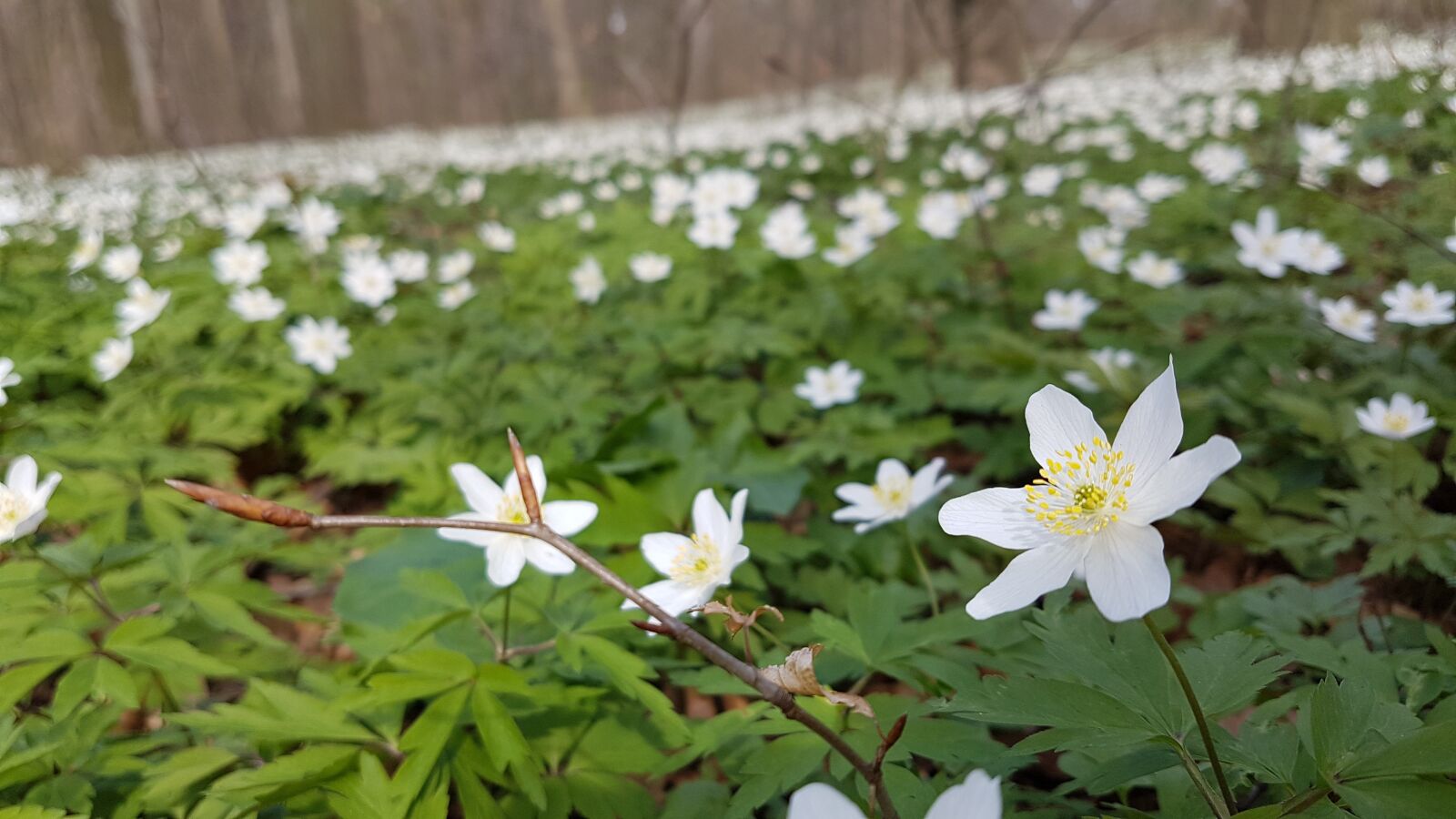 Samsung Galaxy S7 sample photo. Wood anemone, forest, spring photography