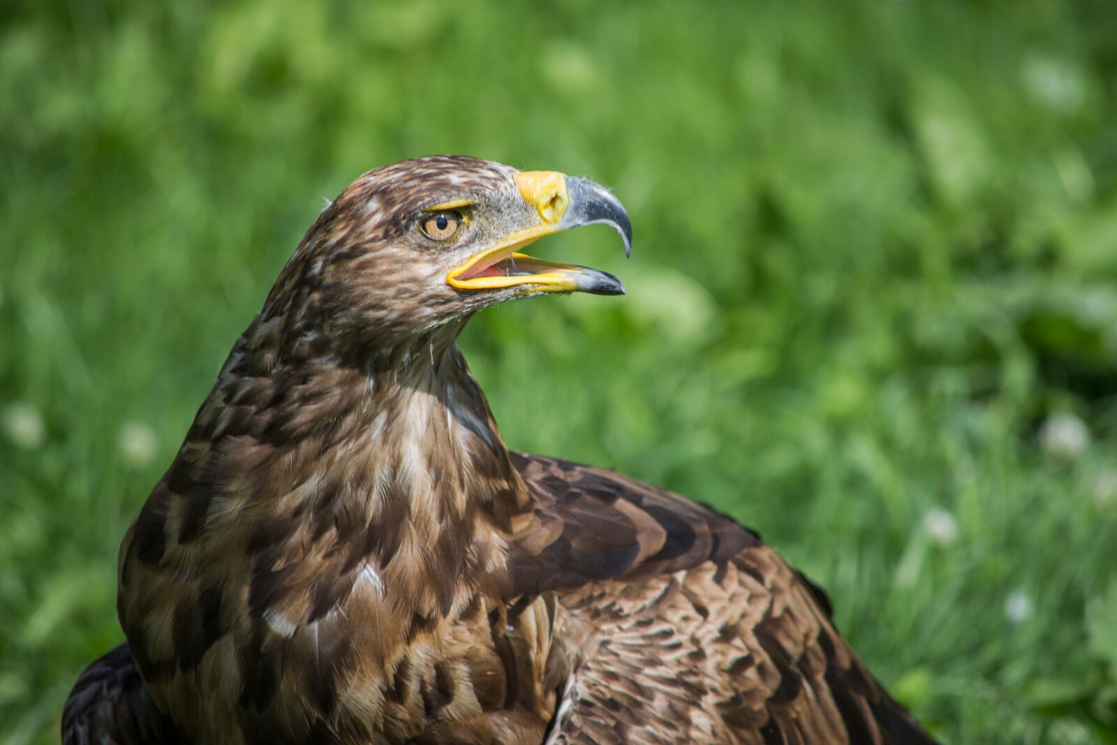 Nikon D7200 sample photo. Adler, raptor, falconry photography