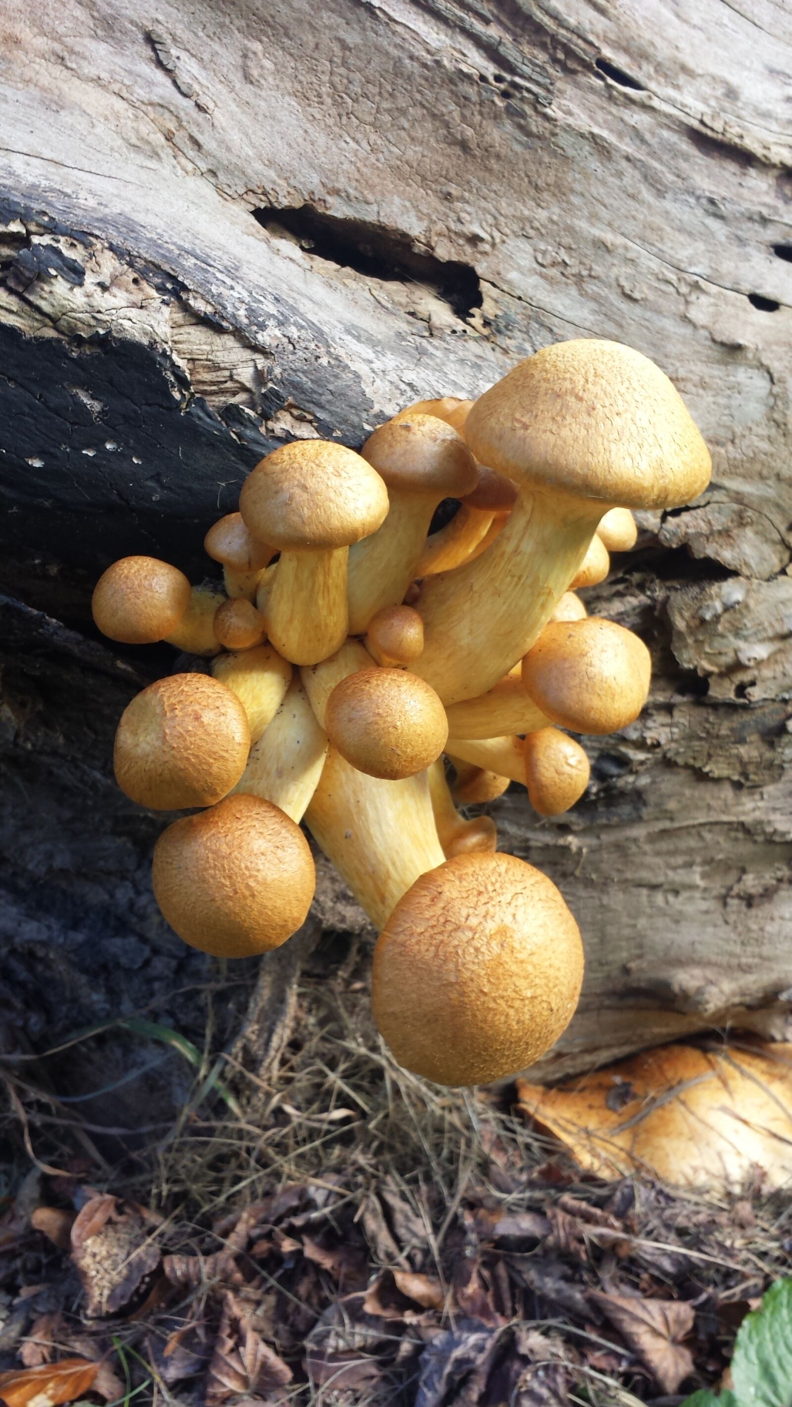Samsung Galaxy S4 sample photo. Mushrooms, wood, nature photography