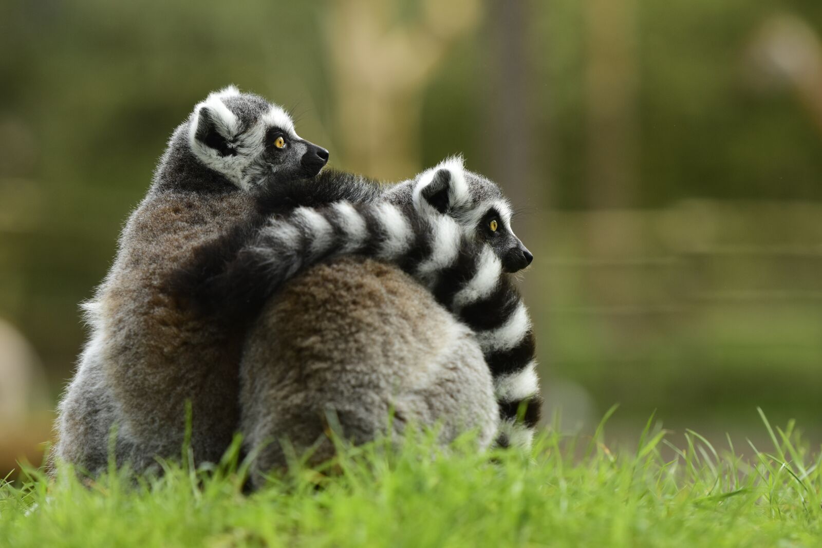 Nikon D7200 sample photo. Lemur, young, monkey photography