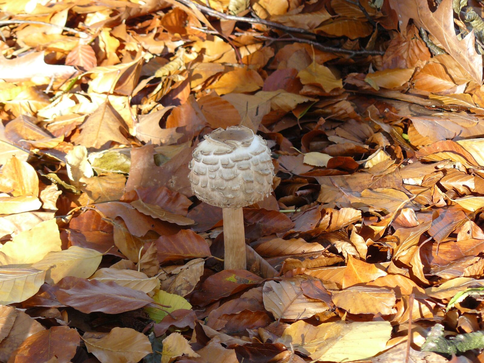 Panasonic DMC-FZ8 sample photo. Mushroom, foraging, autumn photography