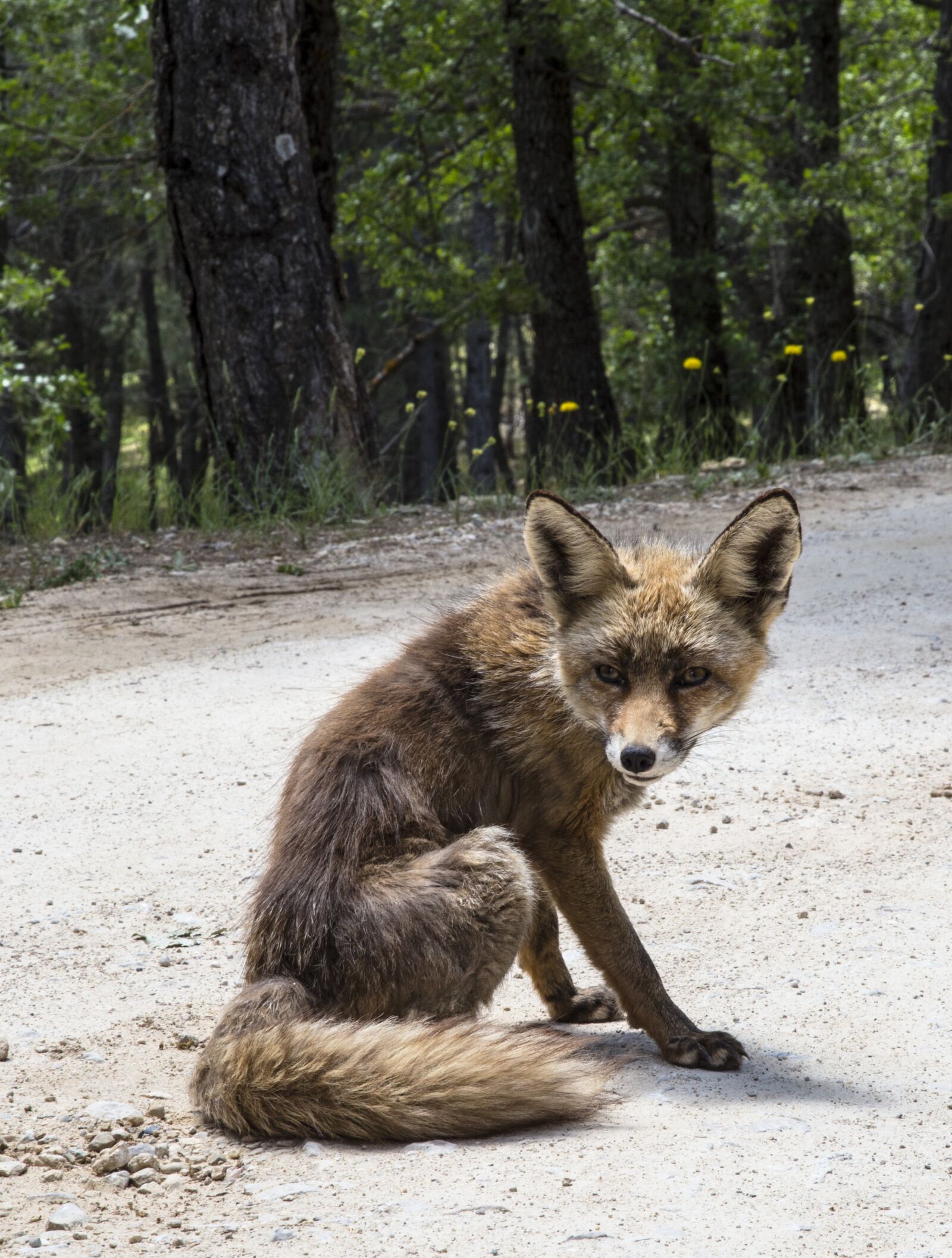 Canon EOS 6D + Canon EF 24-105mm F4L IS USM sample photo. Fox, animal, fauna photography
