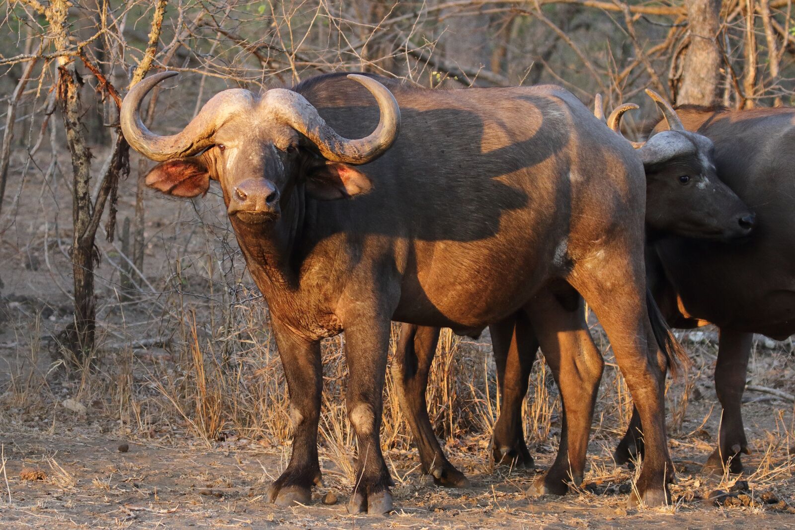 Tamron SP 150-600mm F5-6.3 Di VC USD G2 sample photo. Buffalo, water buffalo, carabao photography