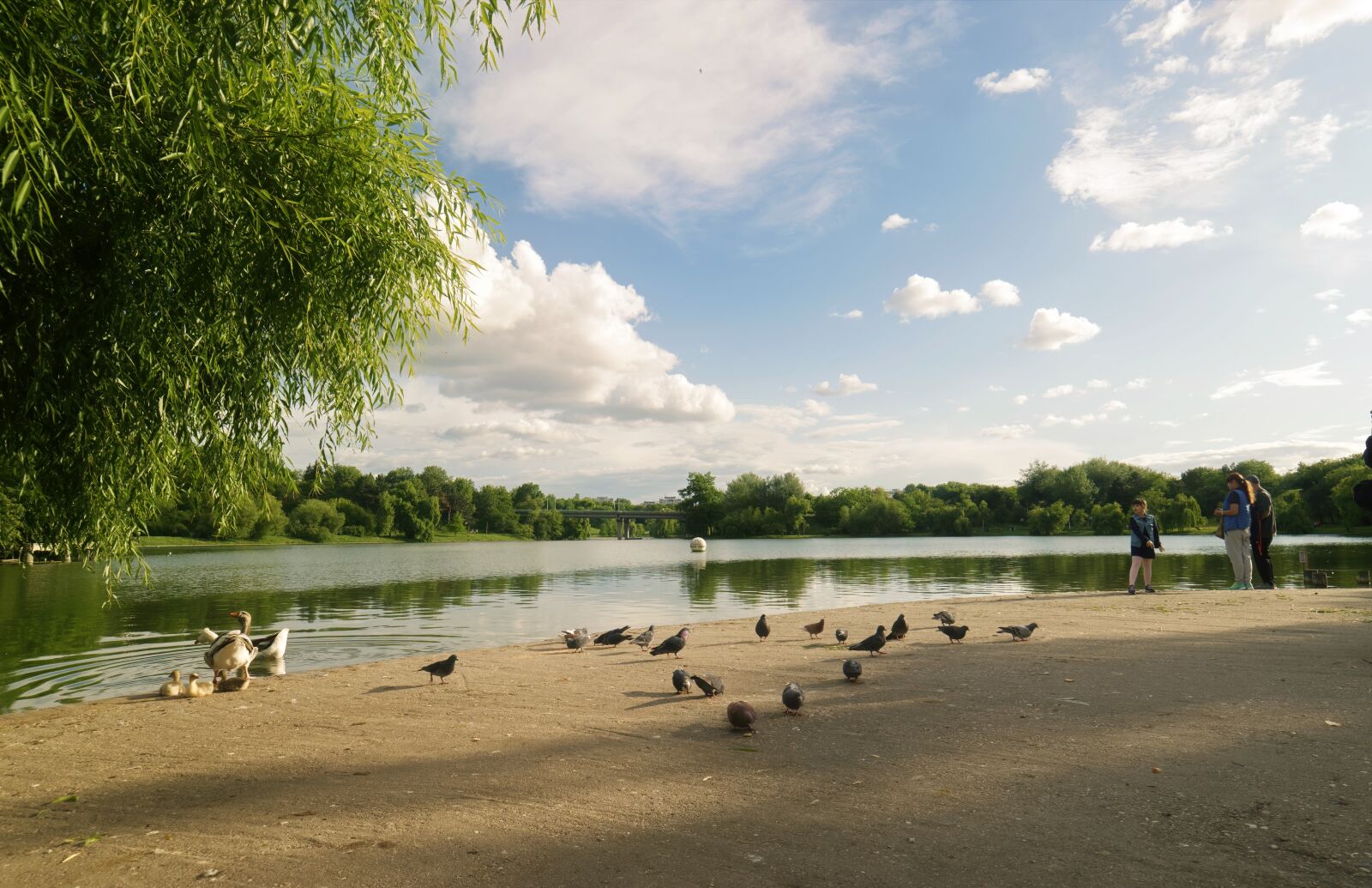 Nikon D5300 sample photo. Landscape, nature, park photography