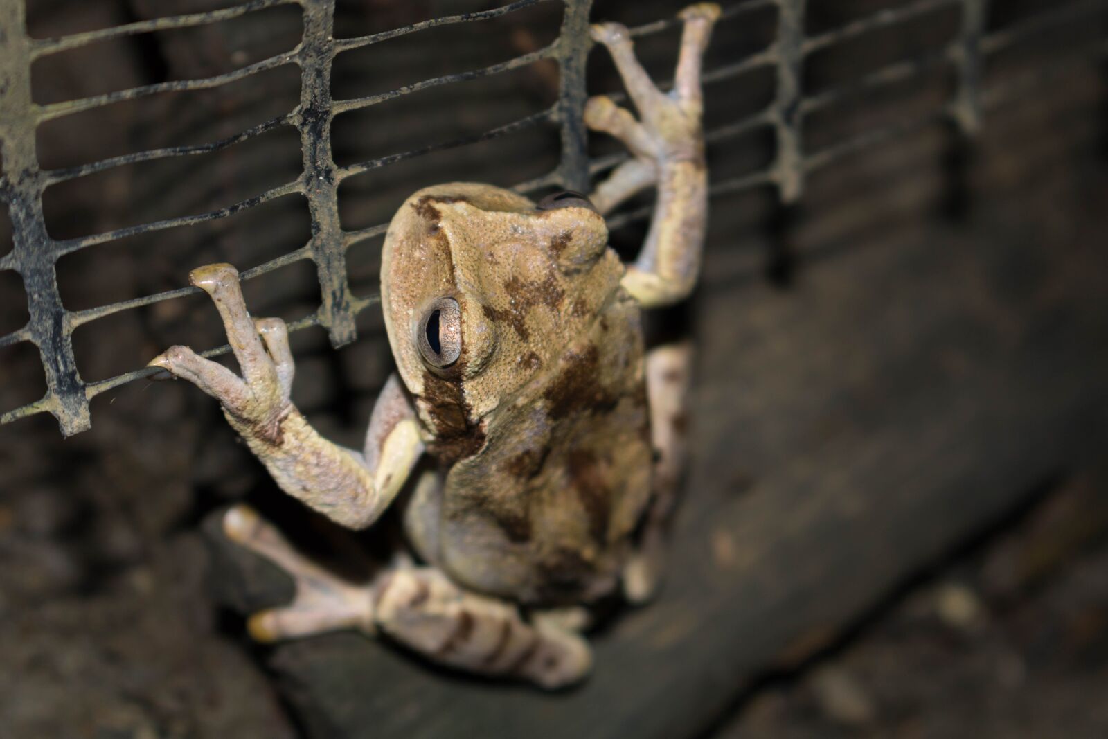 Canon EOS 750D (EOS Rebel T6i / EOS Kiss X8i) sample photo. Frog, toad, animals photography