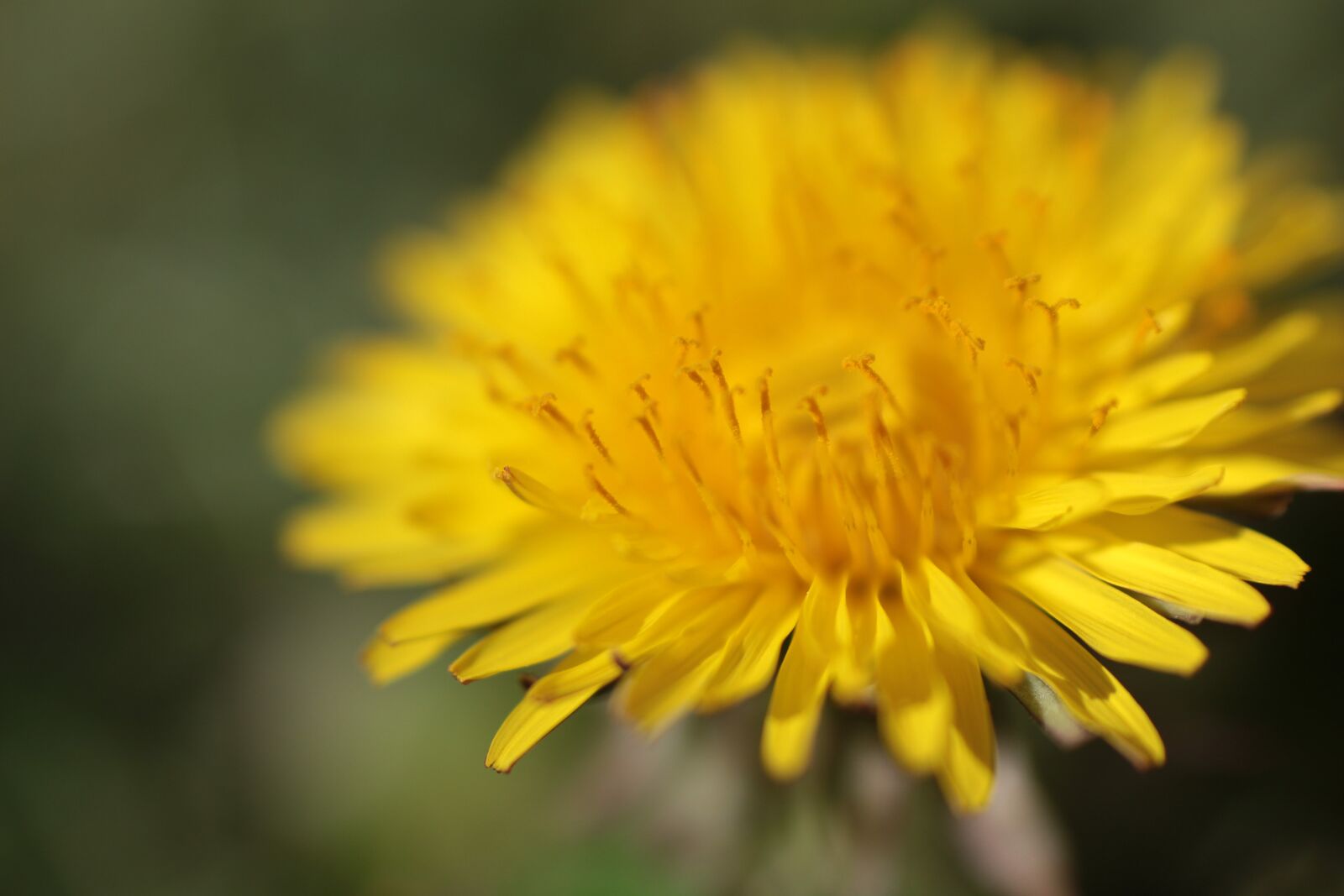 Canon EOS 700D (EOS Rebel T5i / EOS Kiss X7i) + Canon EF 50mm F1.8 II sample photo. Dandelion, yellow flower, petals photography