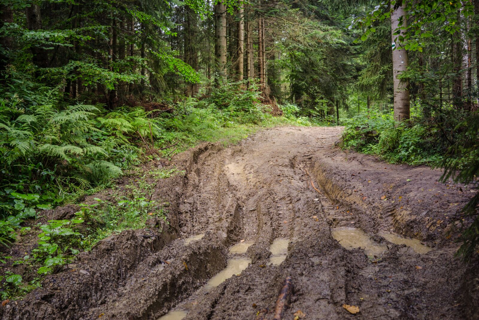 Sony a6000 + Sigma 30mm F2.8 EX DN sample photo. Forest, way, mud photography