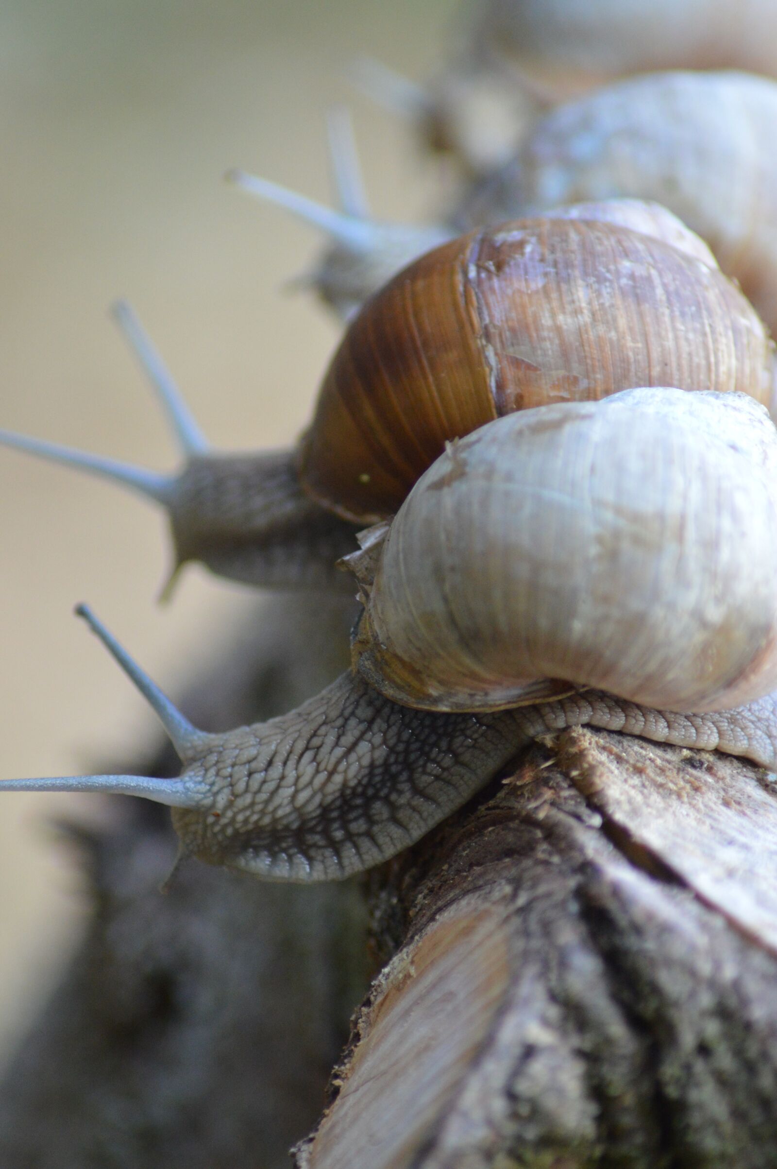 Nikon D3200 sample photo. Snails, three, shells photography