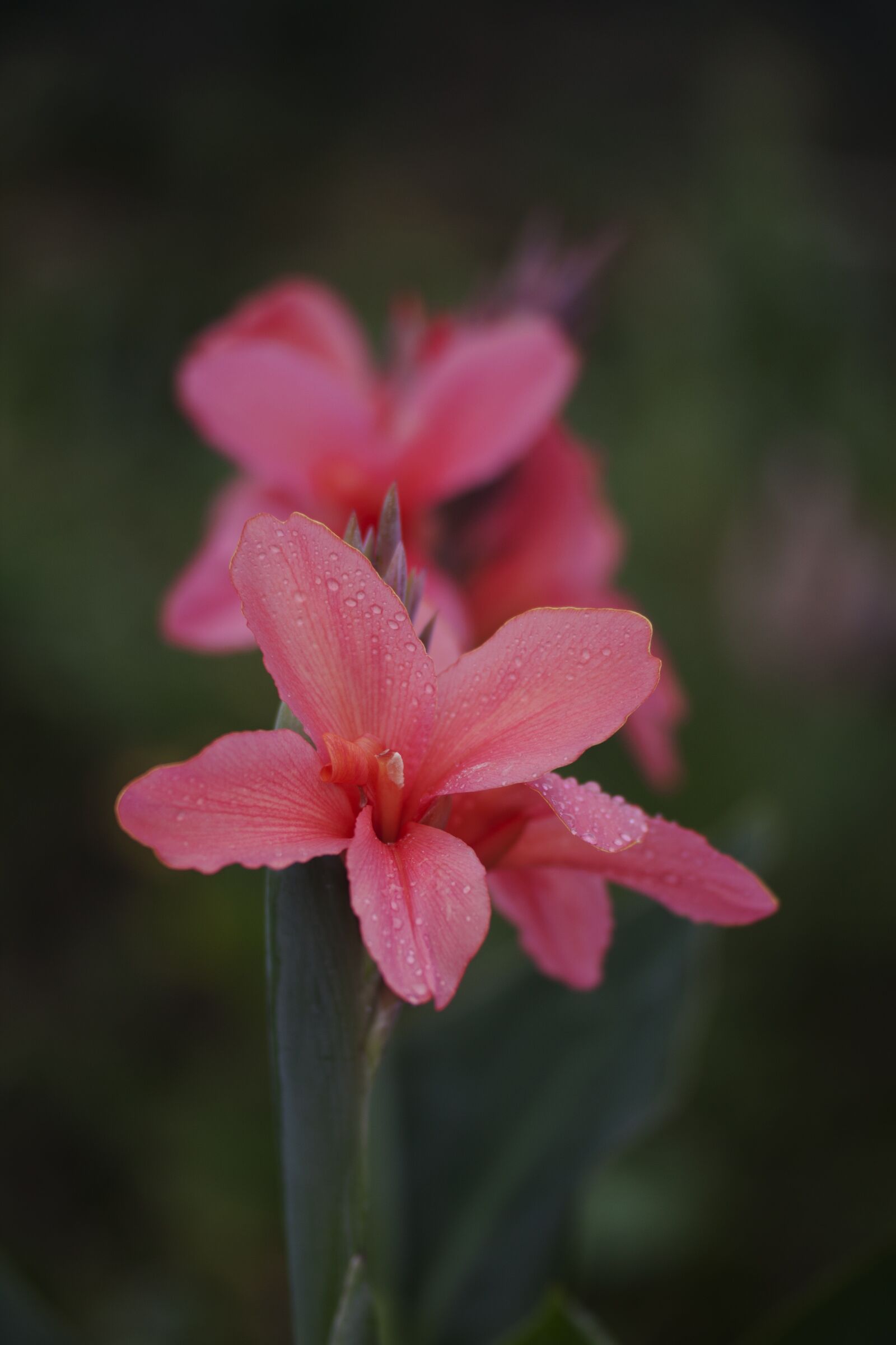 Canon EOS 500D (EOS Rebel T1i / EOS Kiss X3) sample photo. Flower, vietnam, natural photography