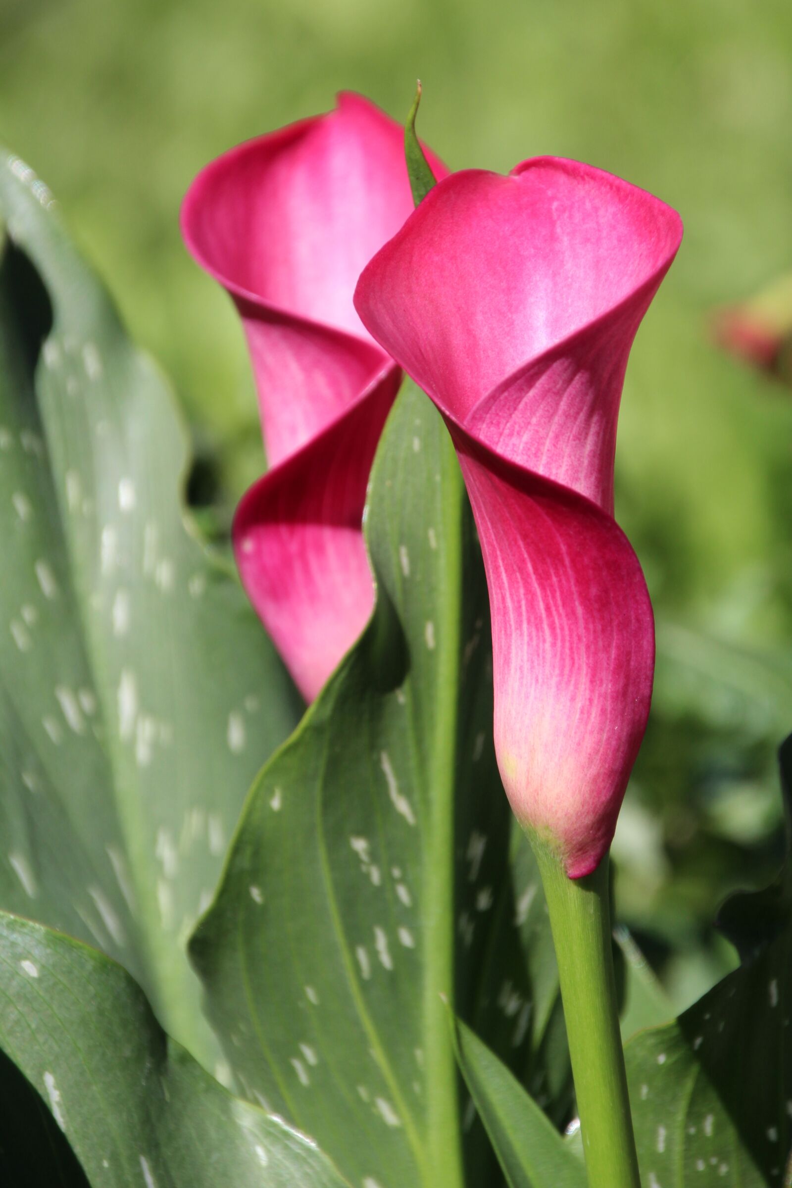 Canon EOS 1200D (EOS Rebel T5 / EOS Kiss X70 / EOS Hi) sample photo. Flower, funnel, funnel flower photography