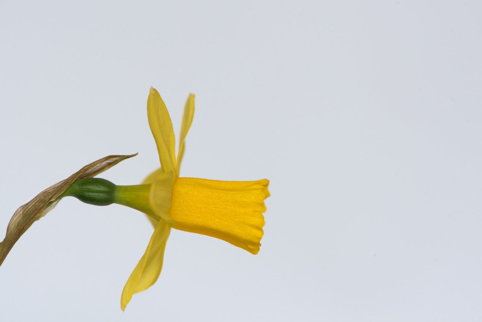 Nikon D750 sample photo. Narcissus, flower, yellow flower photography