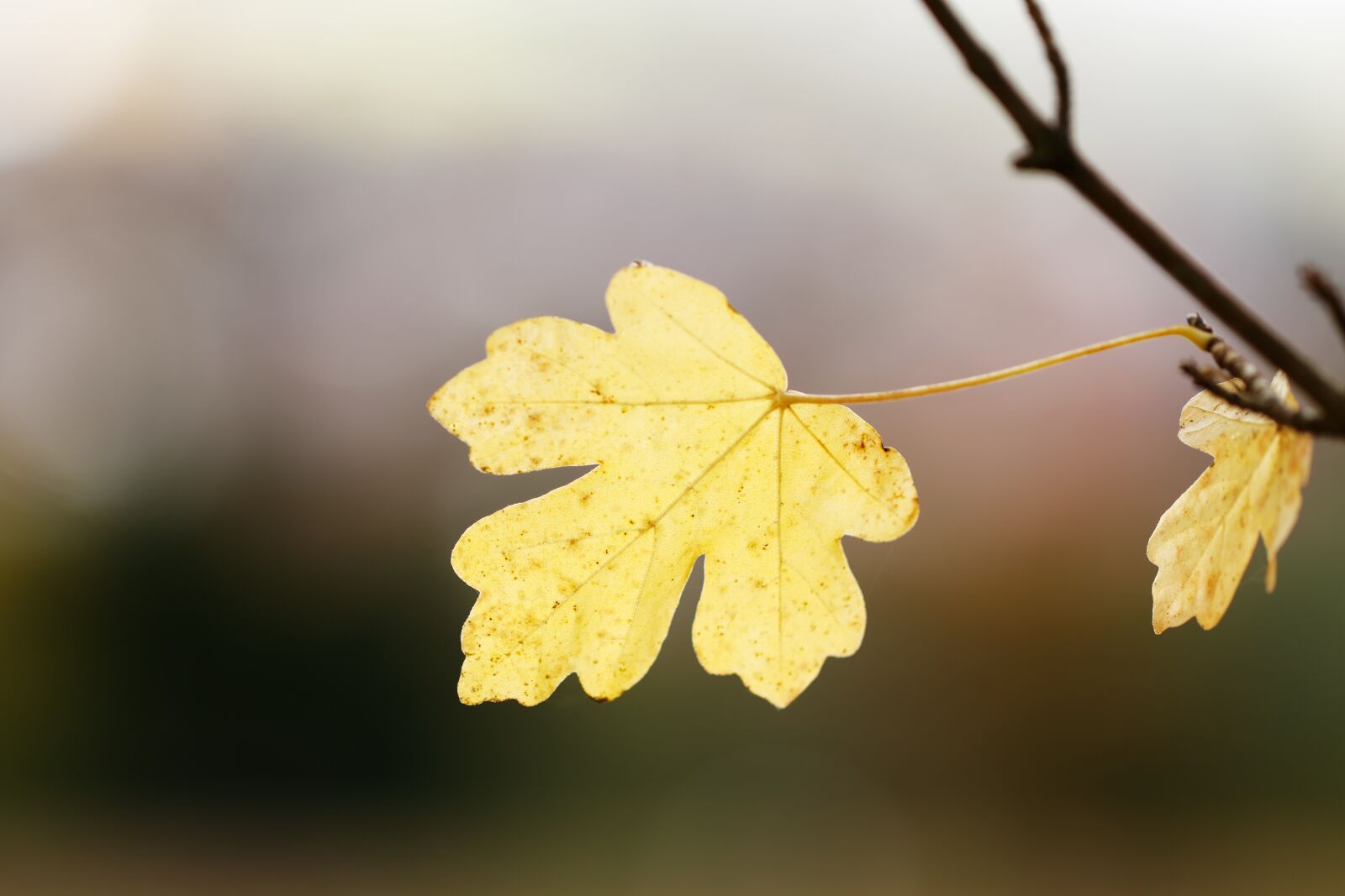 Canon EOS 550D (EOS Rebel T2i / EOS Kiss X4) sample photo. Leaf, autumn, ease photography