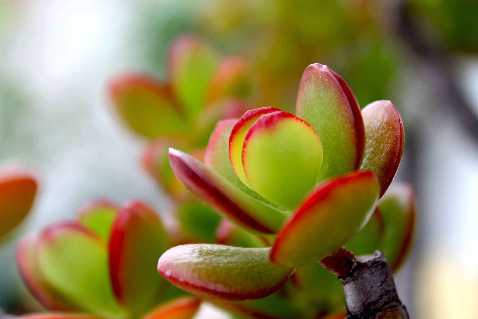 Canon EOS 1100D (EOS Rebel T3 / EOS Kiss X50) sample photo. Crassula, plant, plants photography