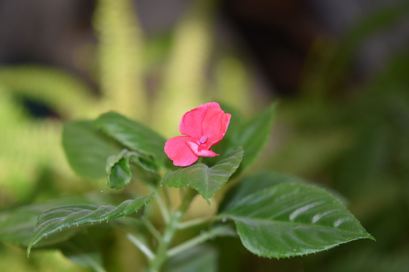 Nikon D5600 sample photo. Flower, plant, impatient flower photography