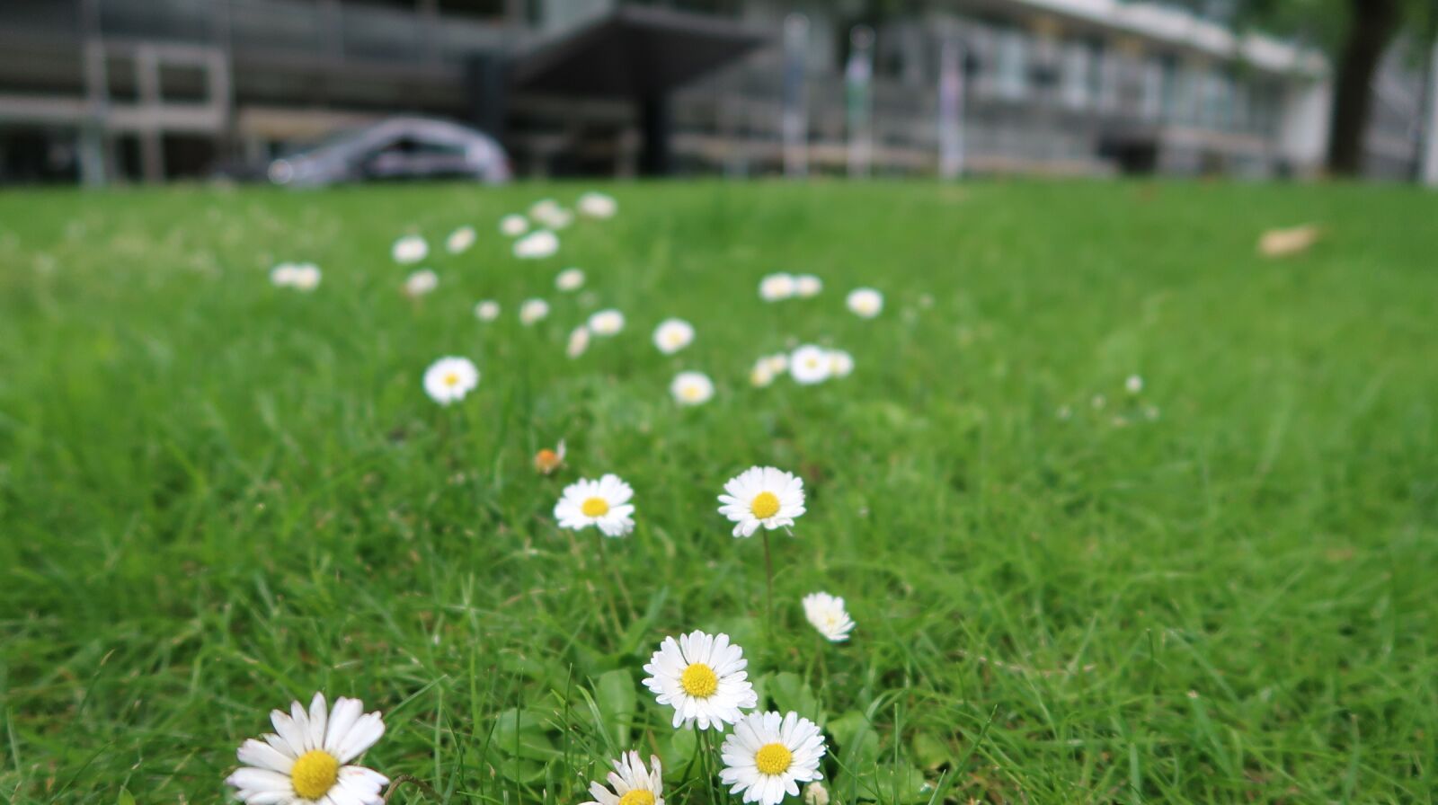 Canon PowerShot G7 X Mark II sample photo. Flowers, wildflower, nature photography