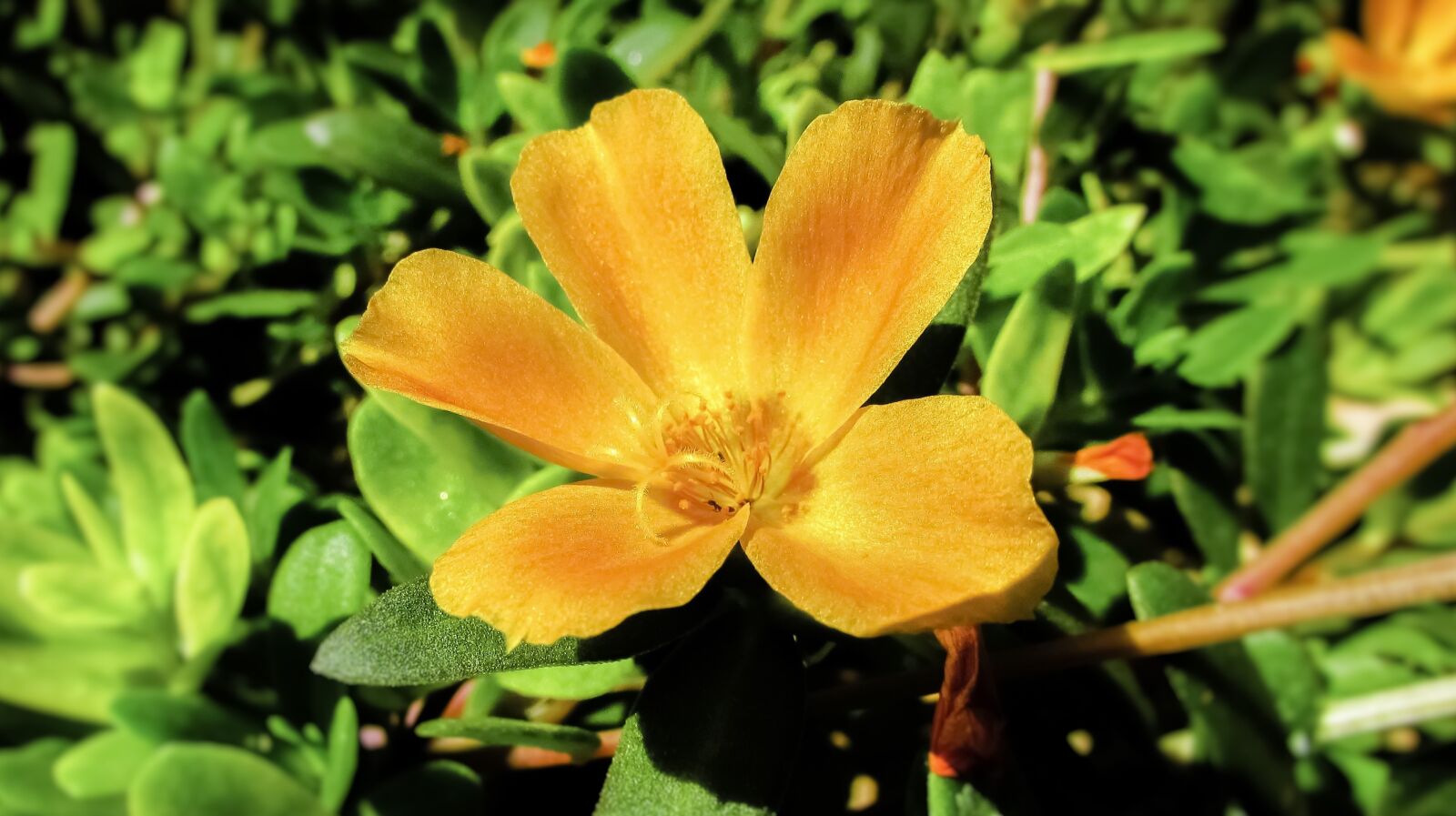 Canon PowerShot SX400 IS sample photo. Portulaca oleracea, flower, orange photography