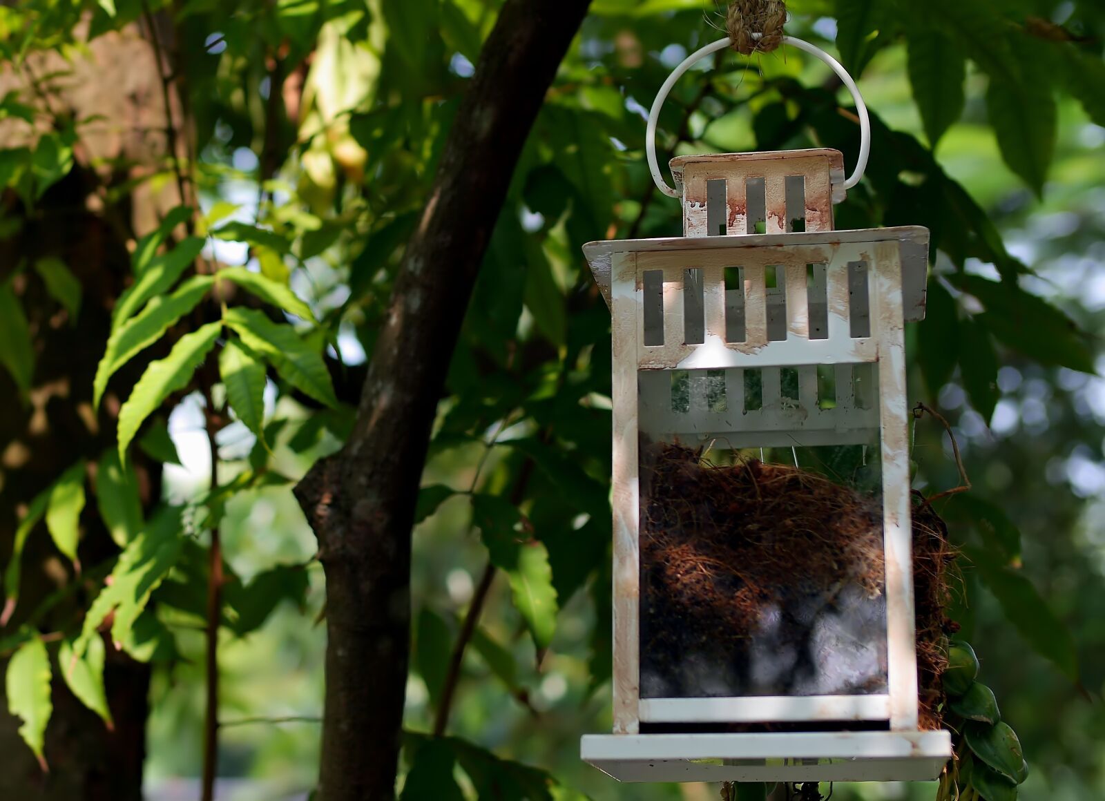 Panasonic Lumix DMC-GH3 sample photo. Plant, hanging, container photography