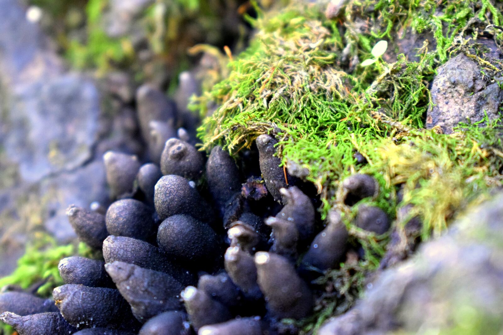 Nikon D3300 sample photo. Moss, grass, rocks photography