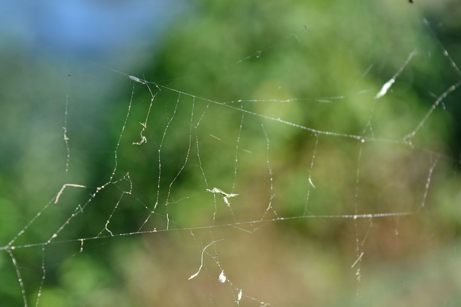 Nikon D5500 sample photo. Arachnid, spider web, spider photography