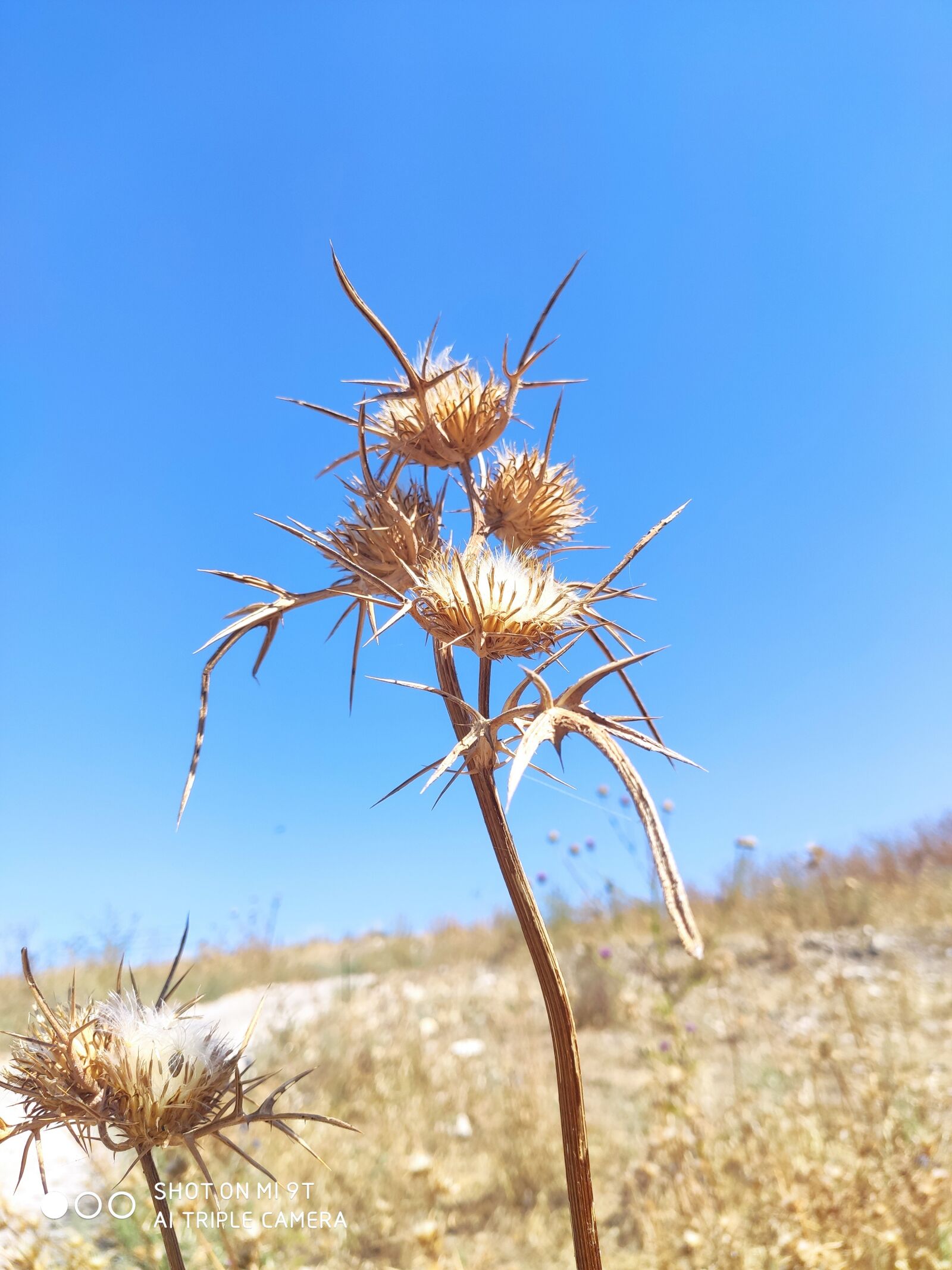 Xiaomi Mi 9T sample photo. Thorns, summer, blue photography