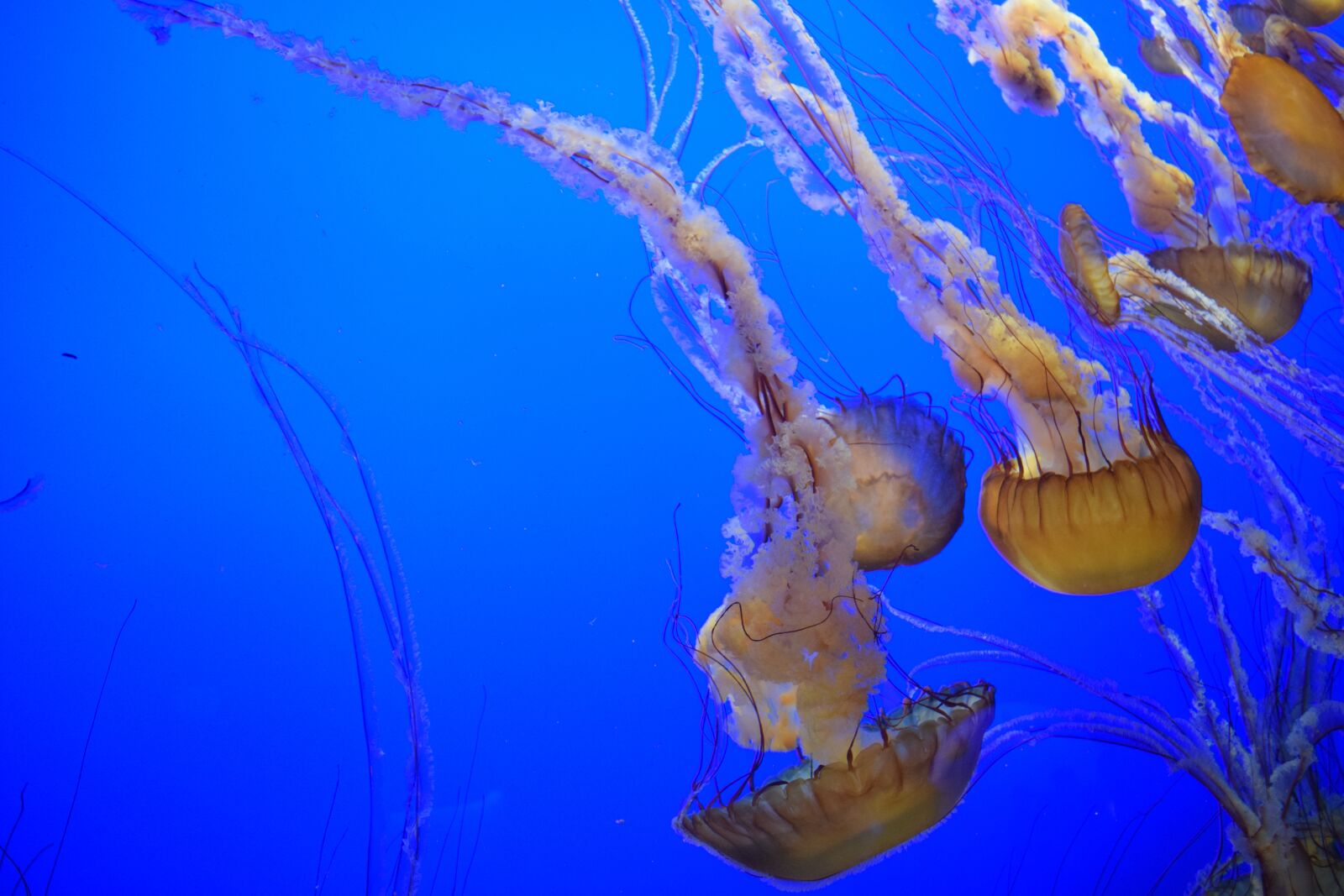 Nikon D5300 sample photo. Jellyfish, ocean, blue photography