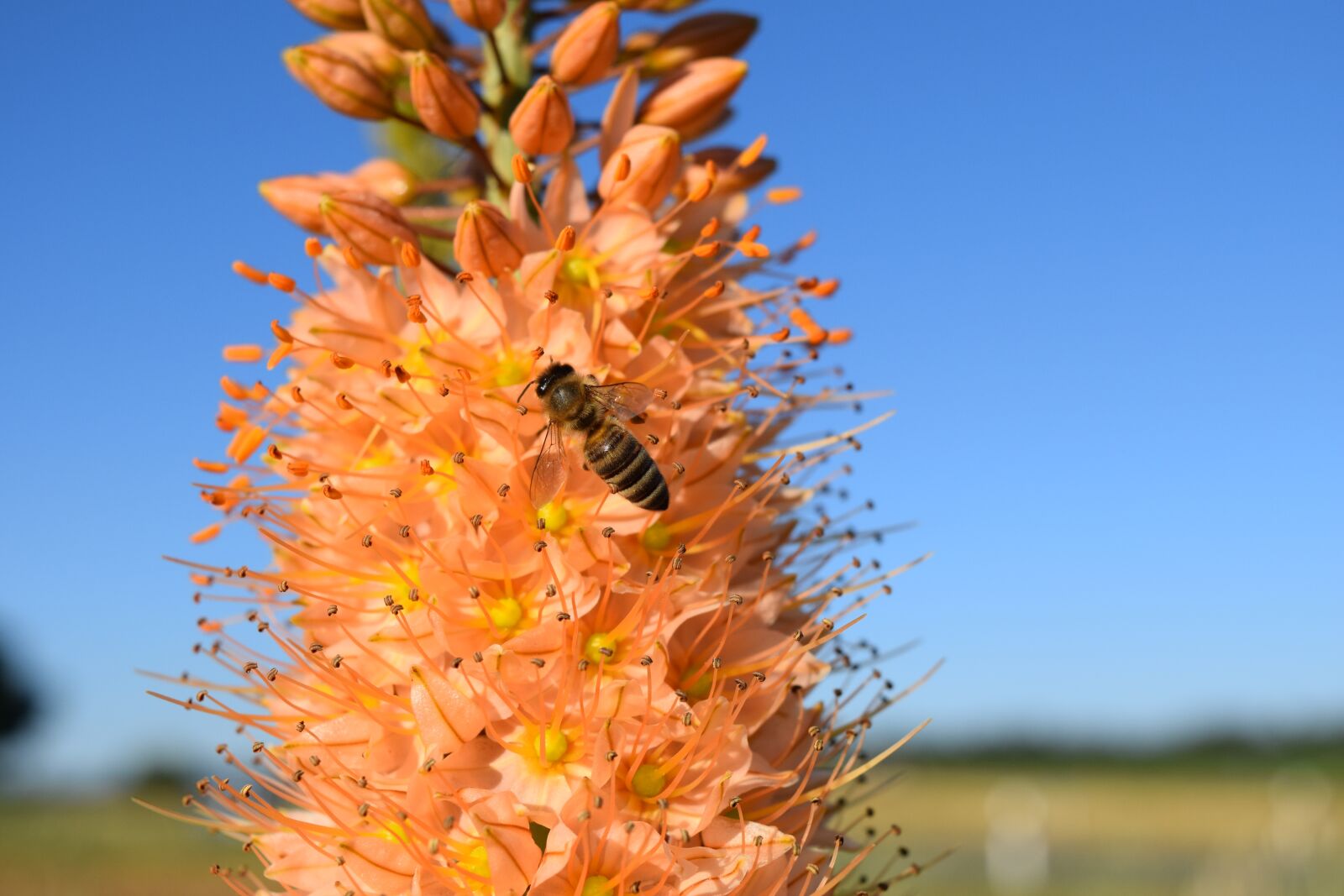 Nikon D3300 sample photo. Eremurus, steppe candle, desert photography