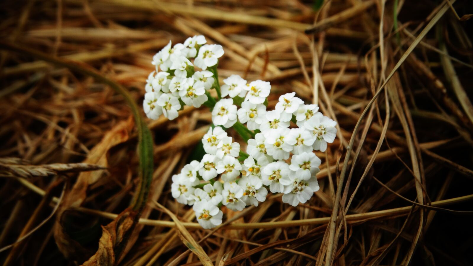 Sony Cyber-shot DSC-HX300 sample photo. Flower, petals, plant photography