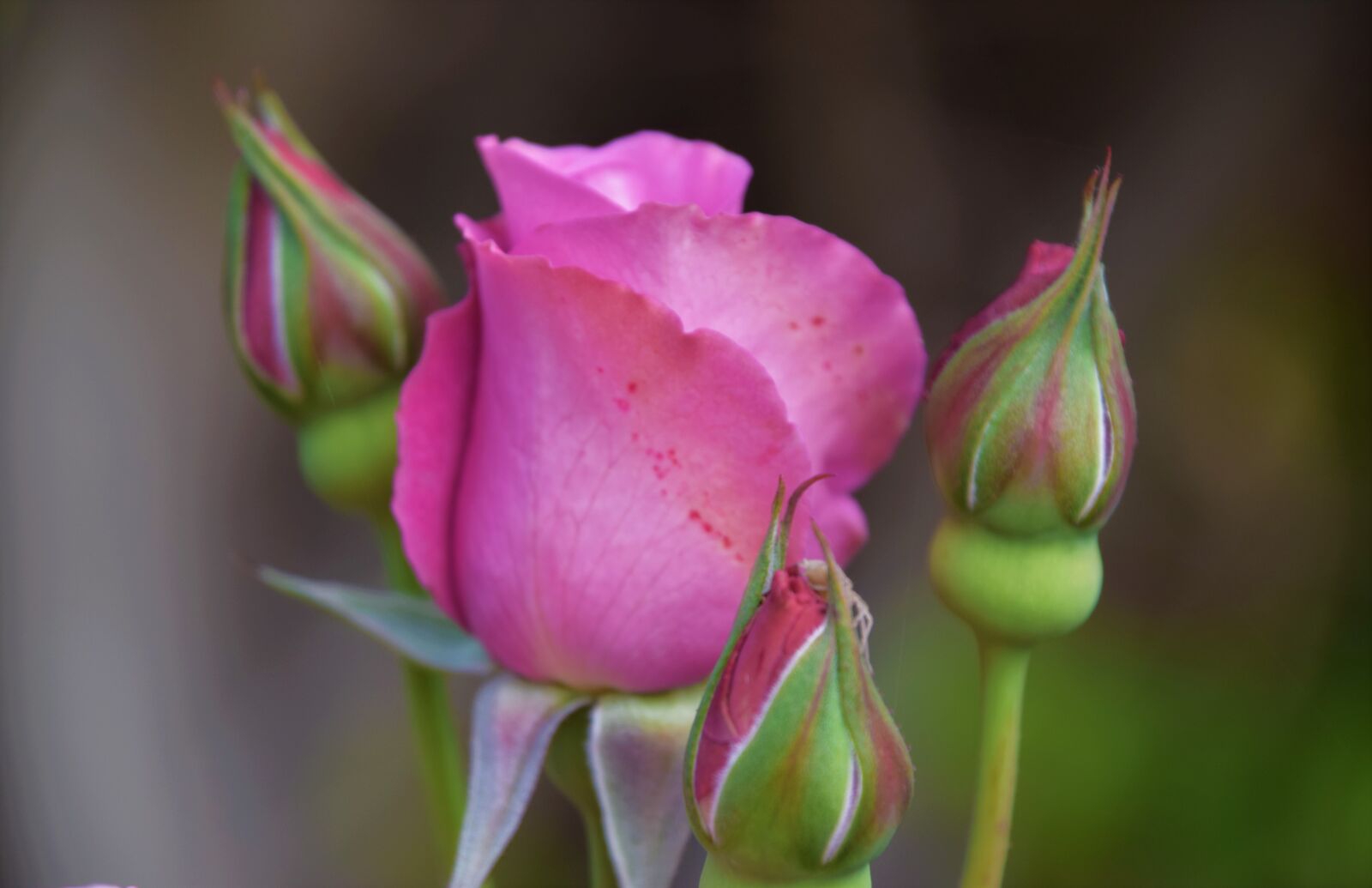 Nikon D3300 sample photo. Roses, rose buds, disney photography
