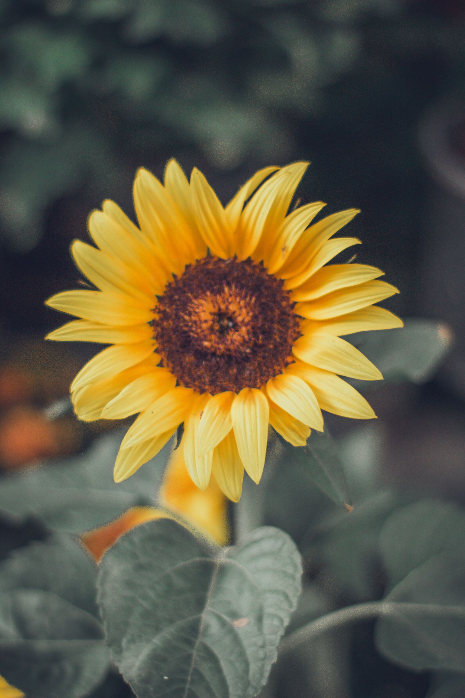 YN50mm f/1.8 II sample photo. Sunflower, flower, bloom photography