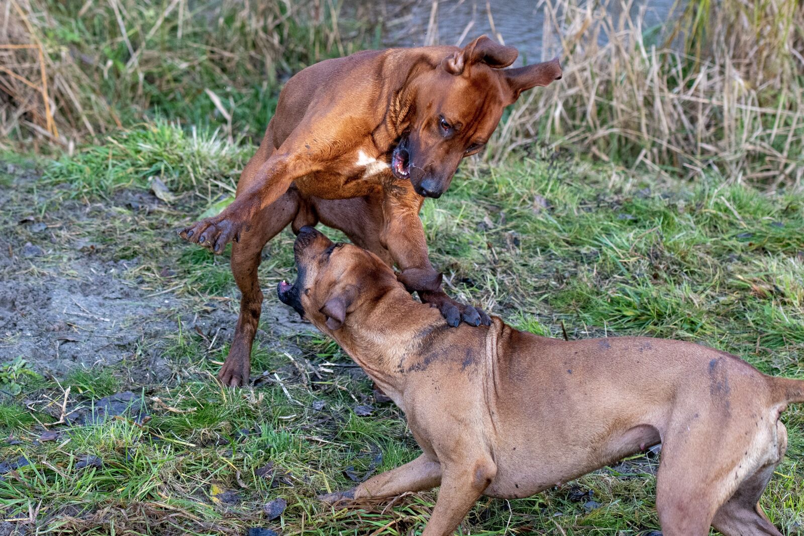 Nikon D500 sample photo. Two dogs, playing dogs photography