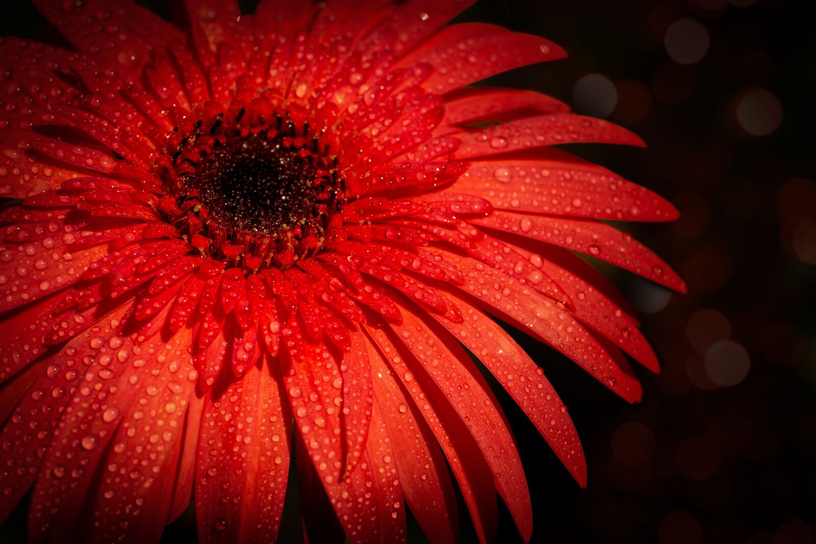 Sony a6000 sample photo. Red, daisy, flower photography