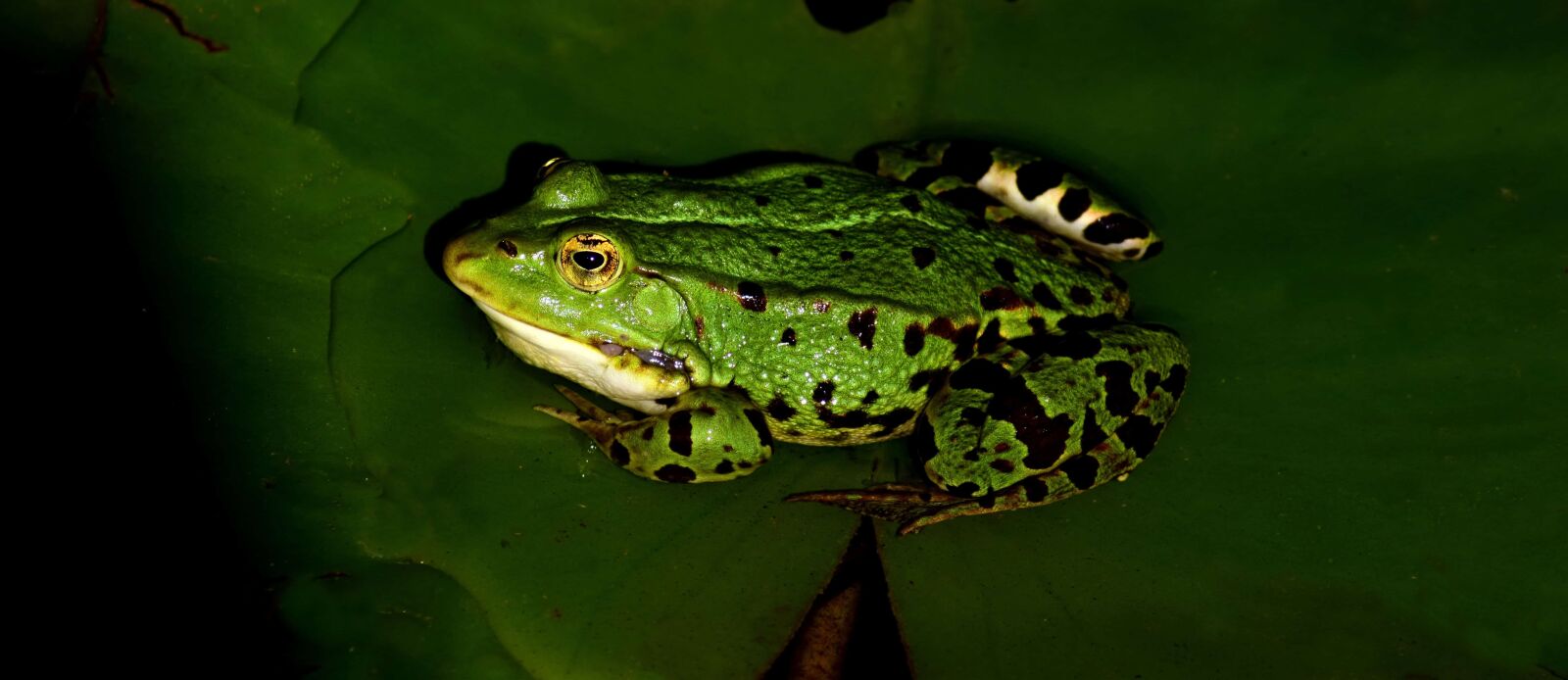 Nikon D3300 sample photo. Nature, frog, amphibian, macro photography