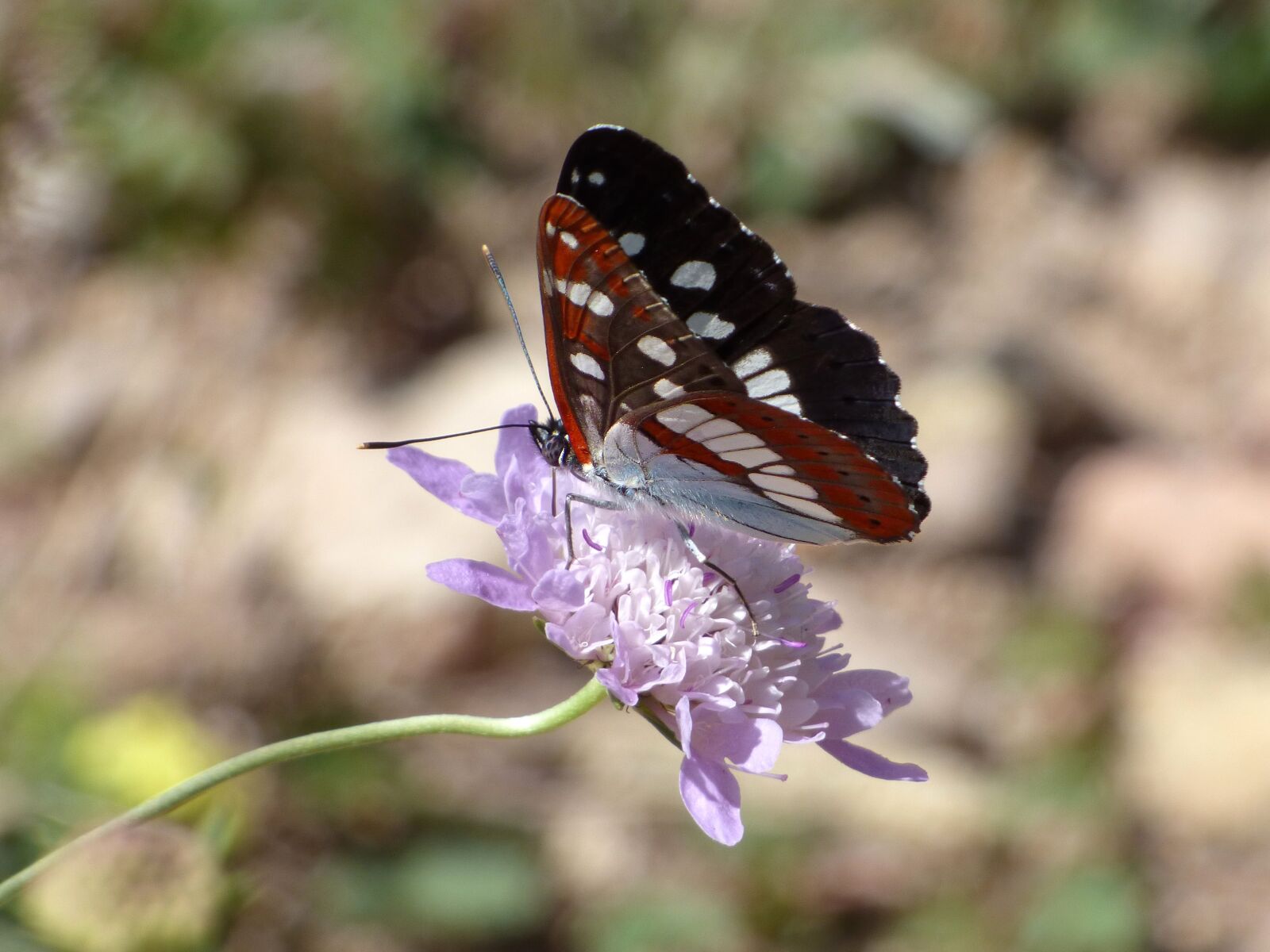 Panasonic Lumix DMC-FZ70 sample photo. Butterfly, nymph streams, limenitis photography