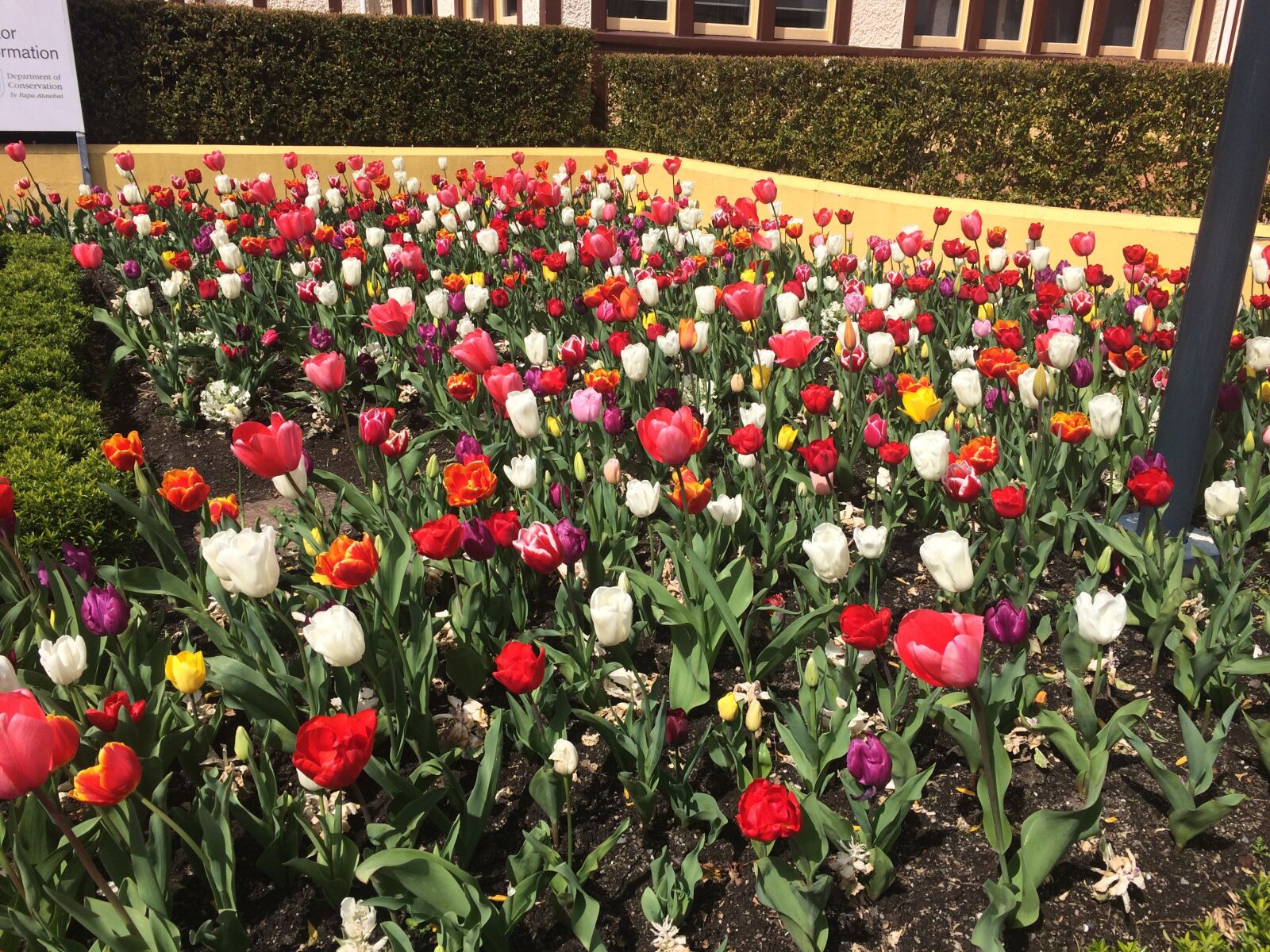 iPhone 5s back camera 4.15mm f/2.2 sample photo. Rotorua, city garden, flowers photography