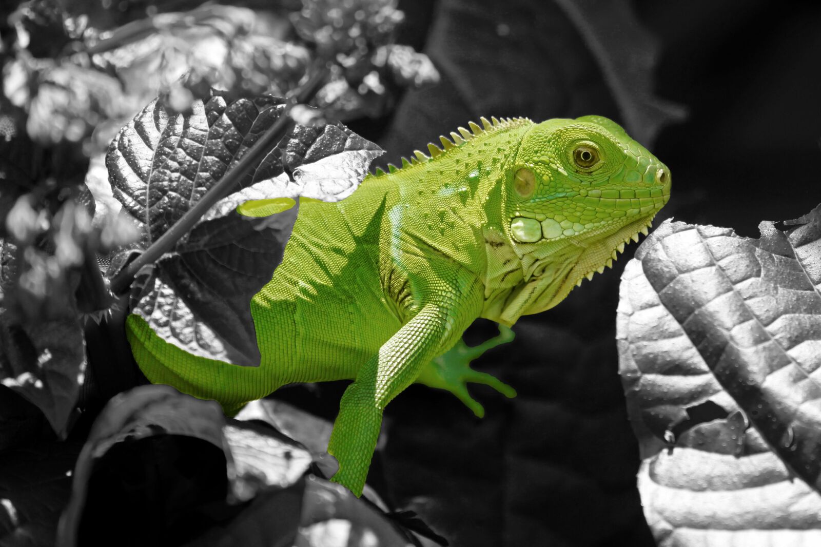 Canon EOS 5D Mark II sample photo. Iguana, reptile, lizard photography