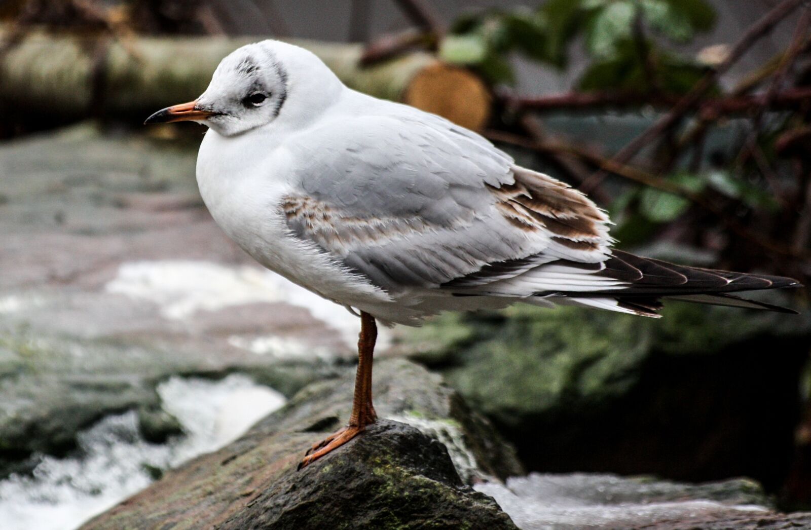 Canon EOS 450D (EOS Rebel XSi / EOS Kiss X2) sample photo. Seagull, bird, animal photography