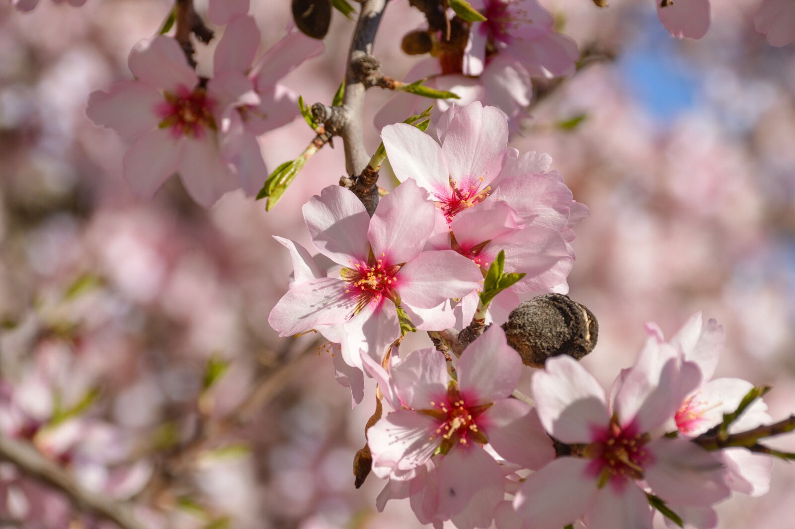 Nikon D3200 sample photo. Blossom, tree, almond photography