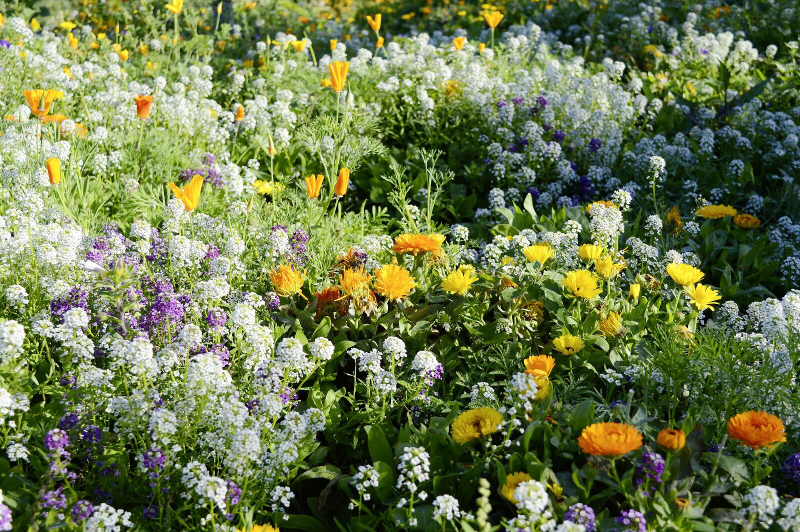 Nikon D3200 sample photo. Flower meadow, summer, nature photography