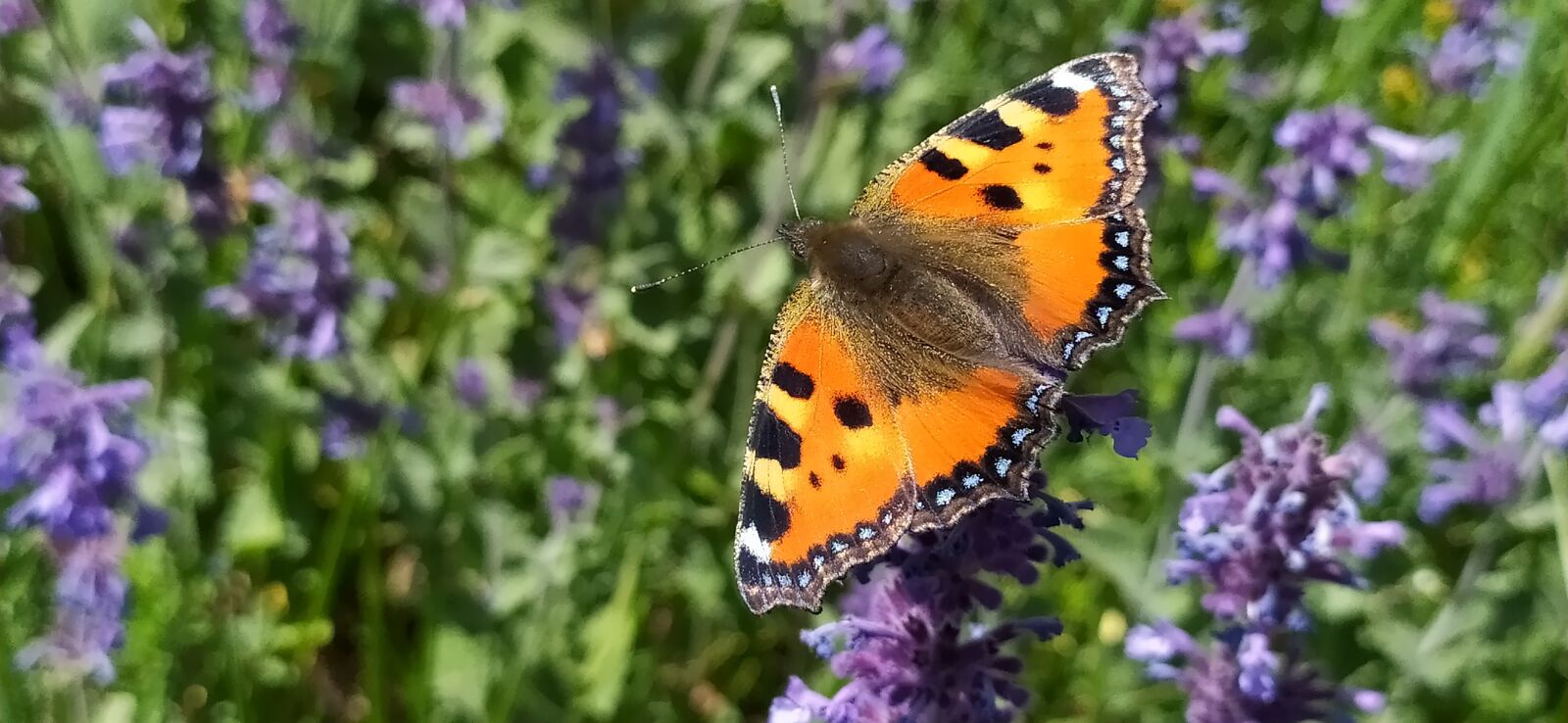 Xiaomi Redmi Note 8 sample photo. Butterfly, nature, plants photography