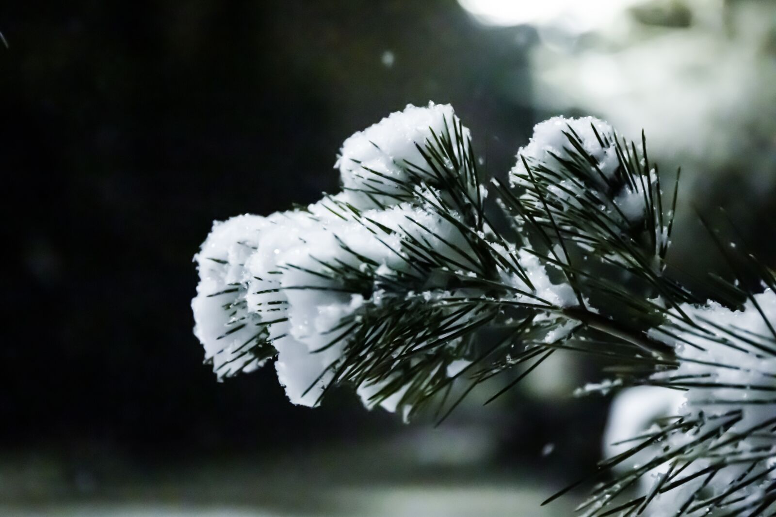 Canon EOS 6D Mark II + Canon EF 24-70mm F4L IS USM sample photo. Snow, pine, winter photography