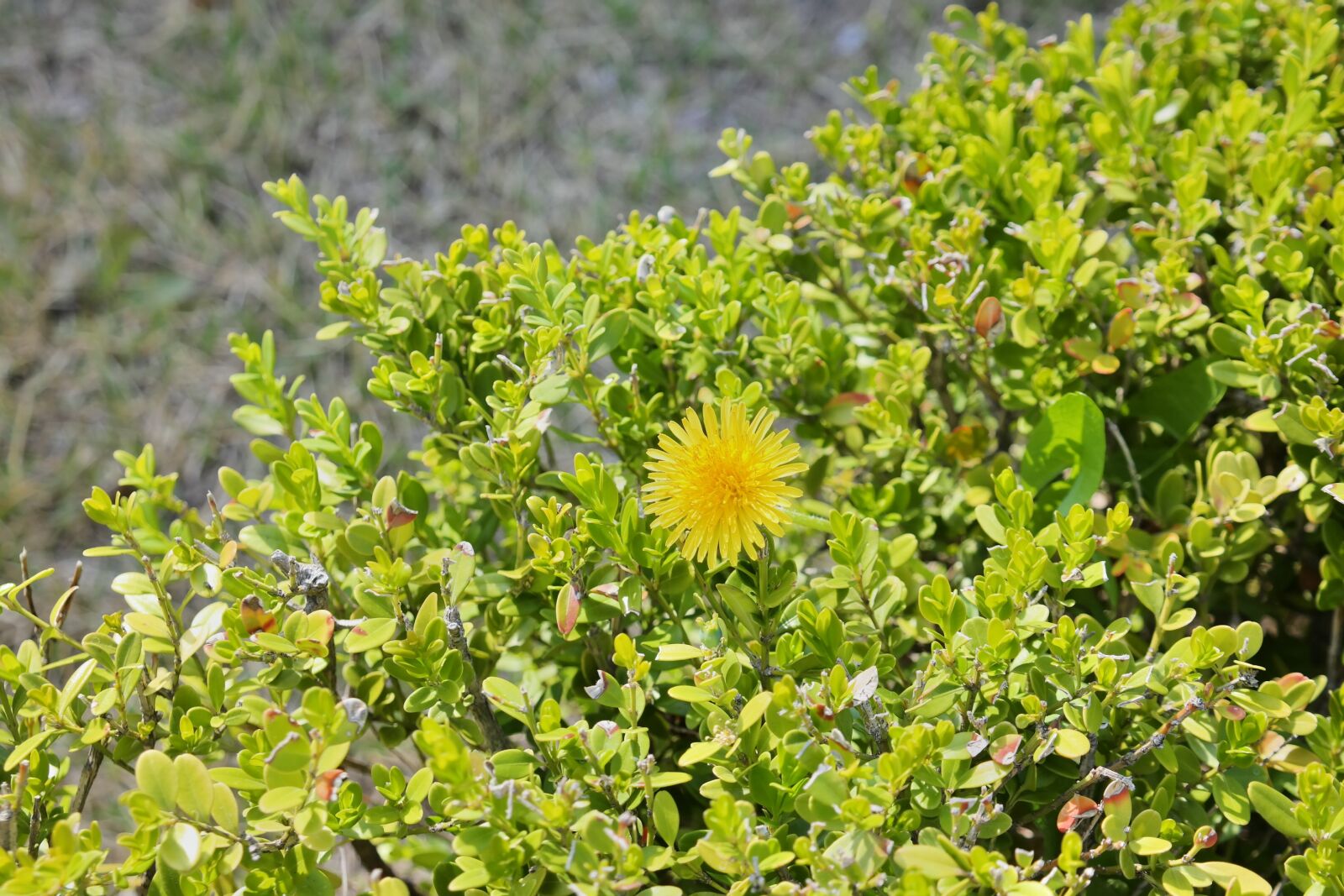 Samsung NX30 sample photo. Yellow flower, grass, greenness photography