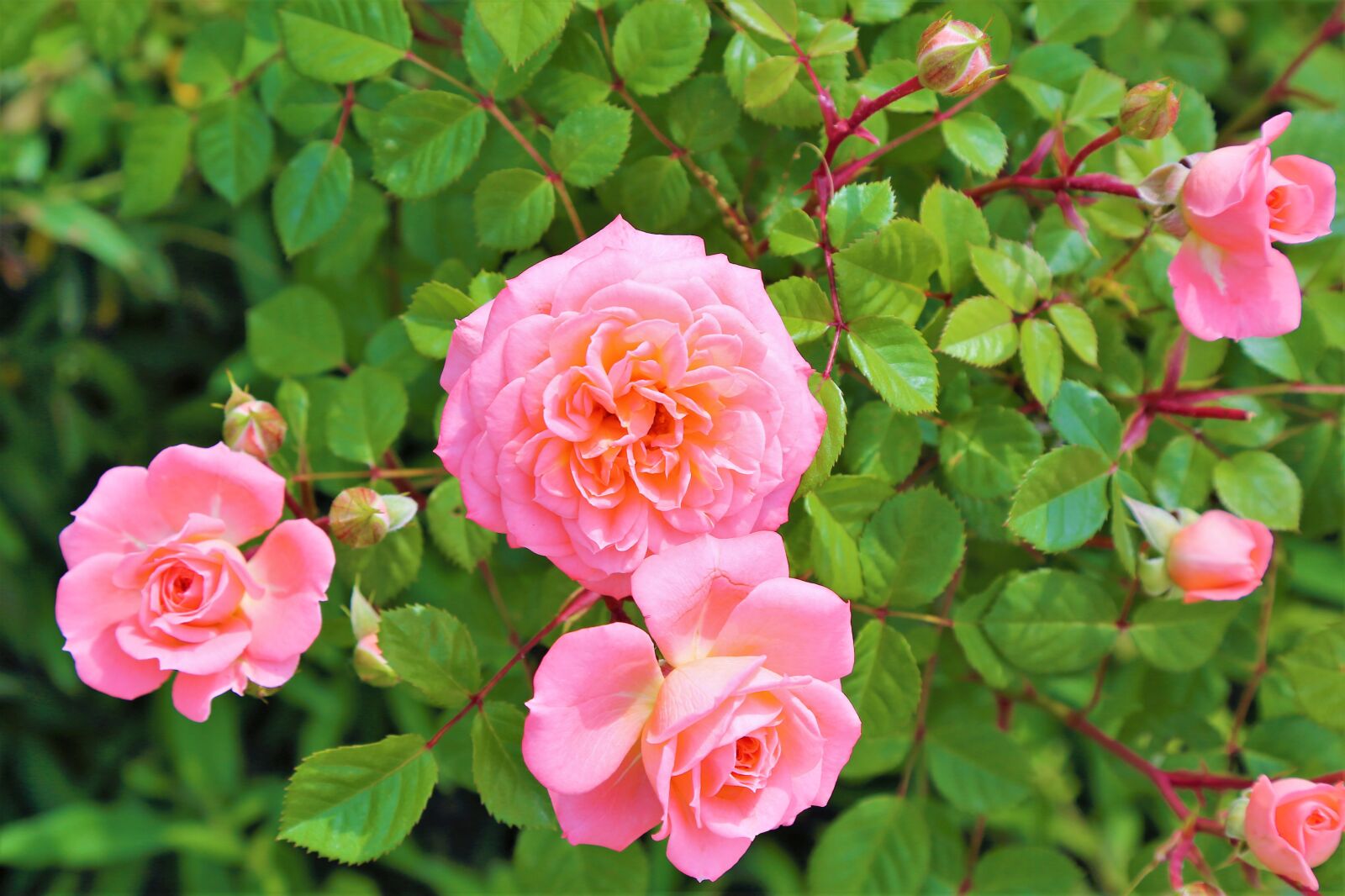 Canon EOS 5D Mark III sample photo. Rose, roses, spring photography