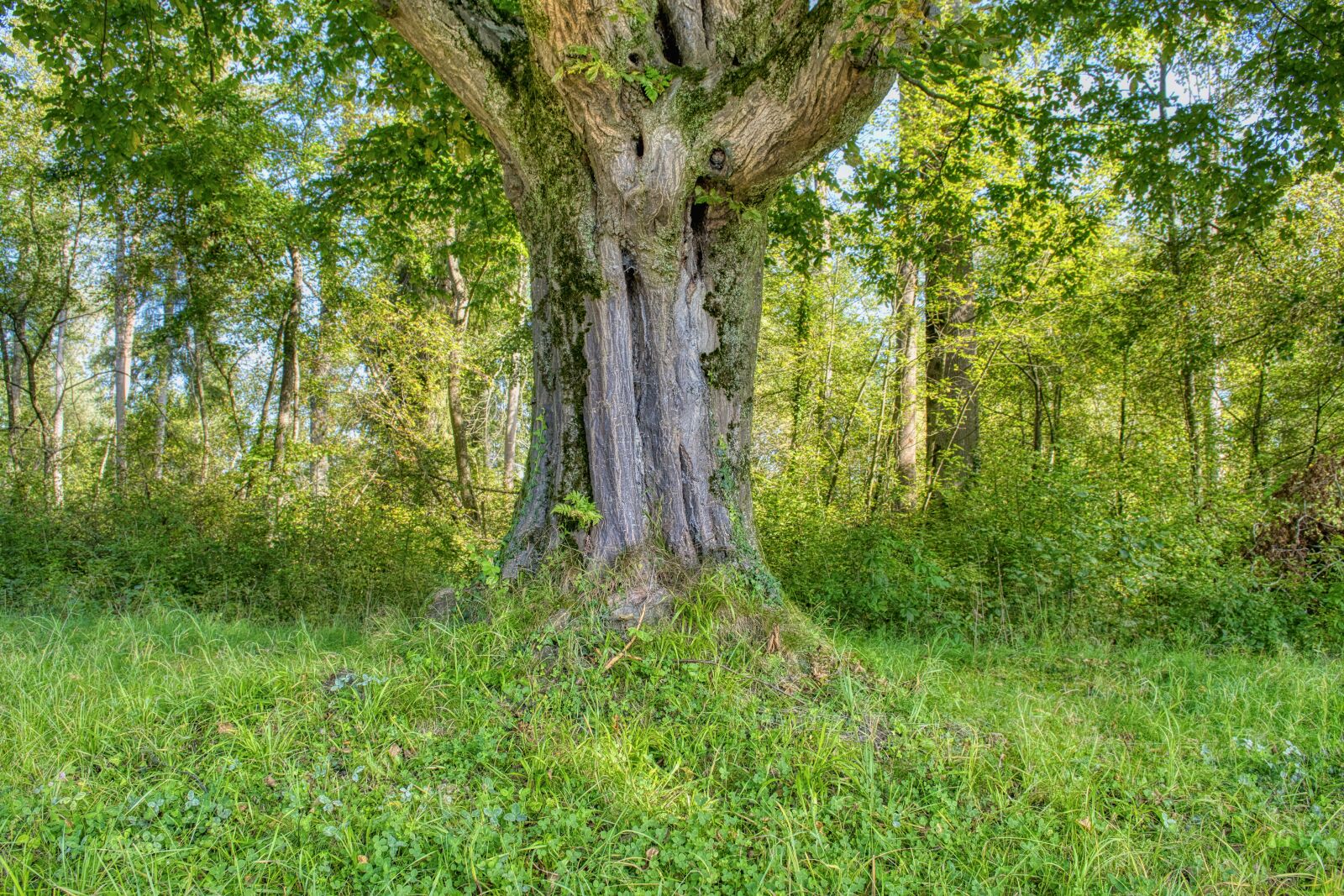 Nikon D7500 sample photo. Log, individually, tree photography