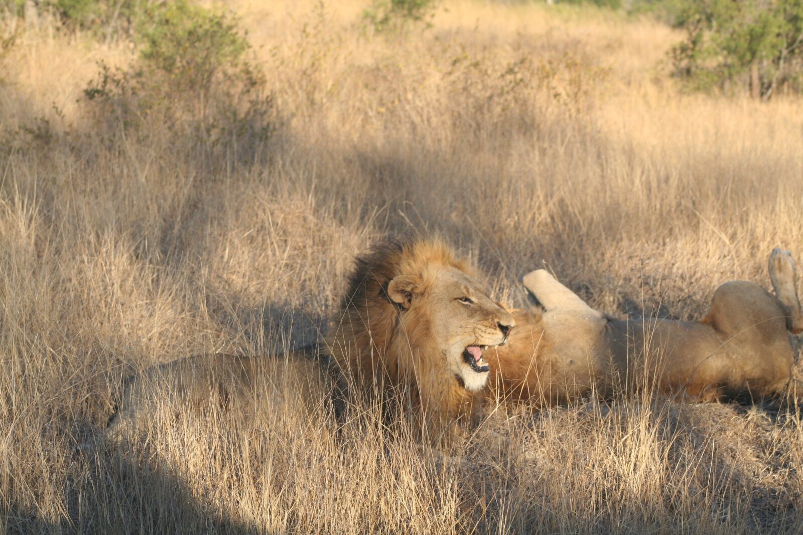 Canon EOS 350D (EOS Digital Rebel XT / EOS Kiss Digital N) sample photo. Mammal, animal roaring lion photography