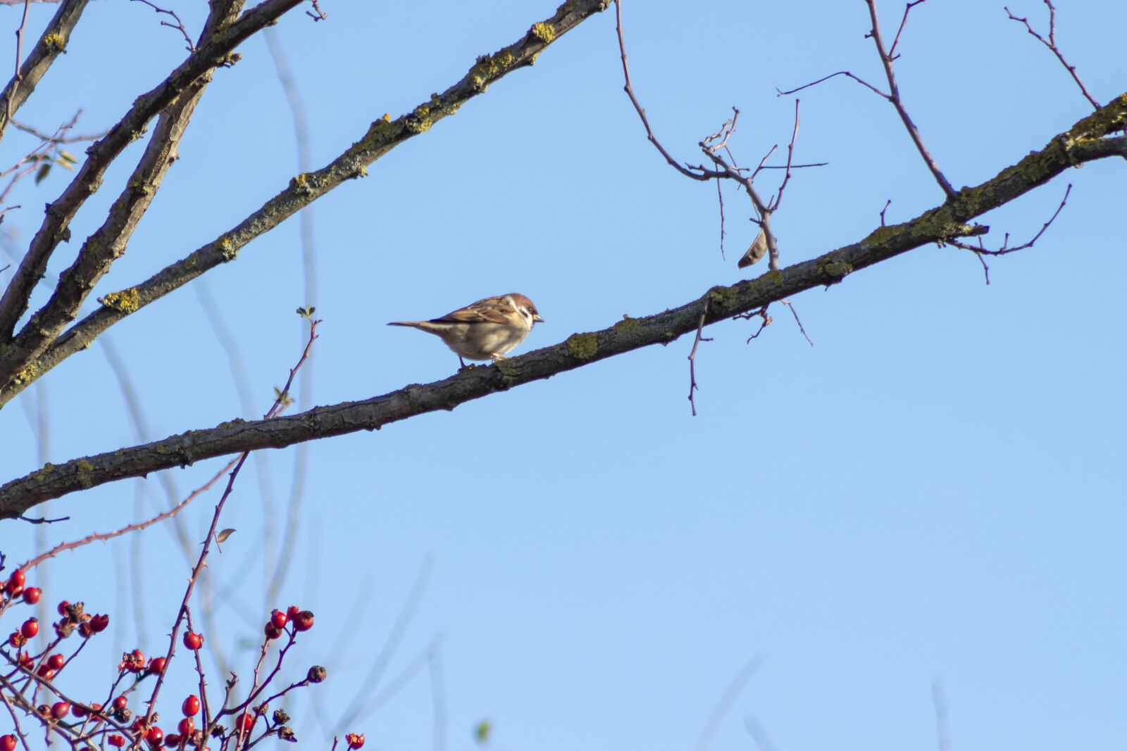 Canon EF75-300mm f/4-5.6 sample photo. Sparrow, bird, finch photography